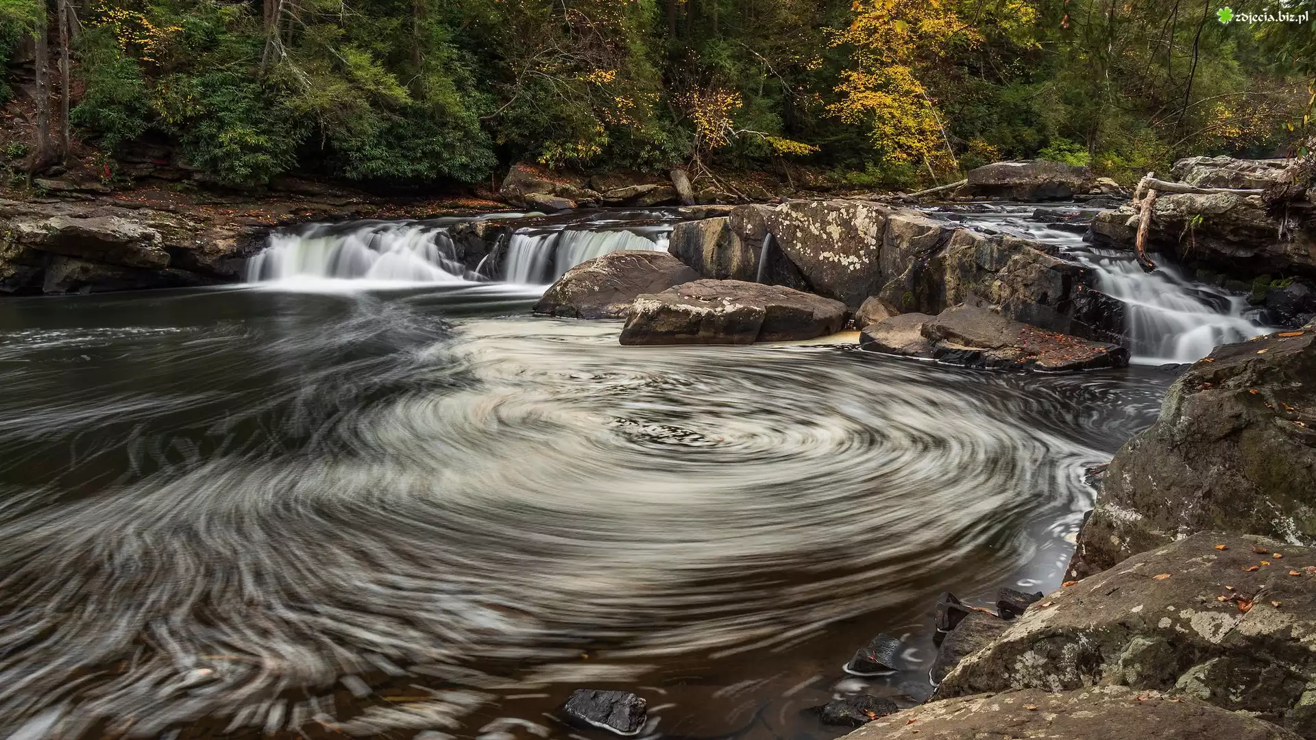 Drzewa, Wir, Skały, Uskok, Rzeka, Youghiogheny River, Maryland, Stany Zjednoczone