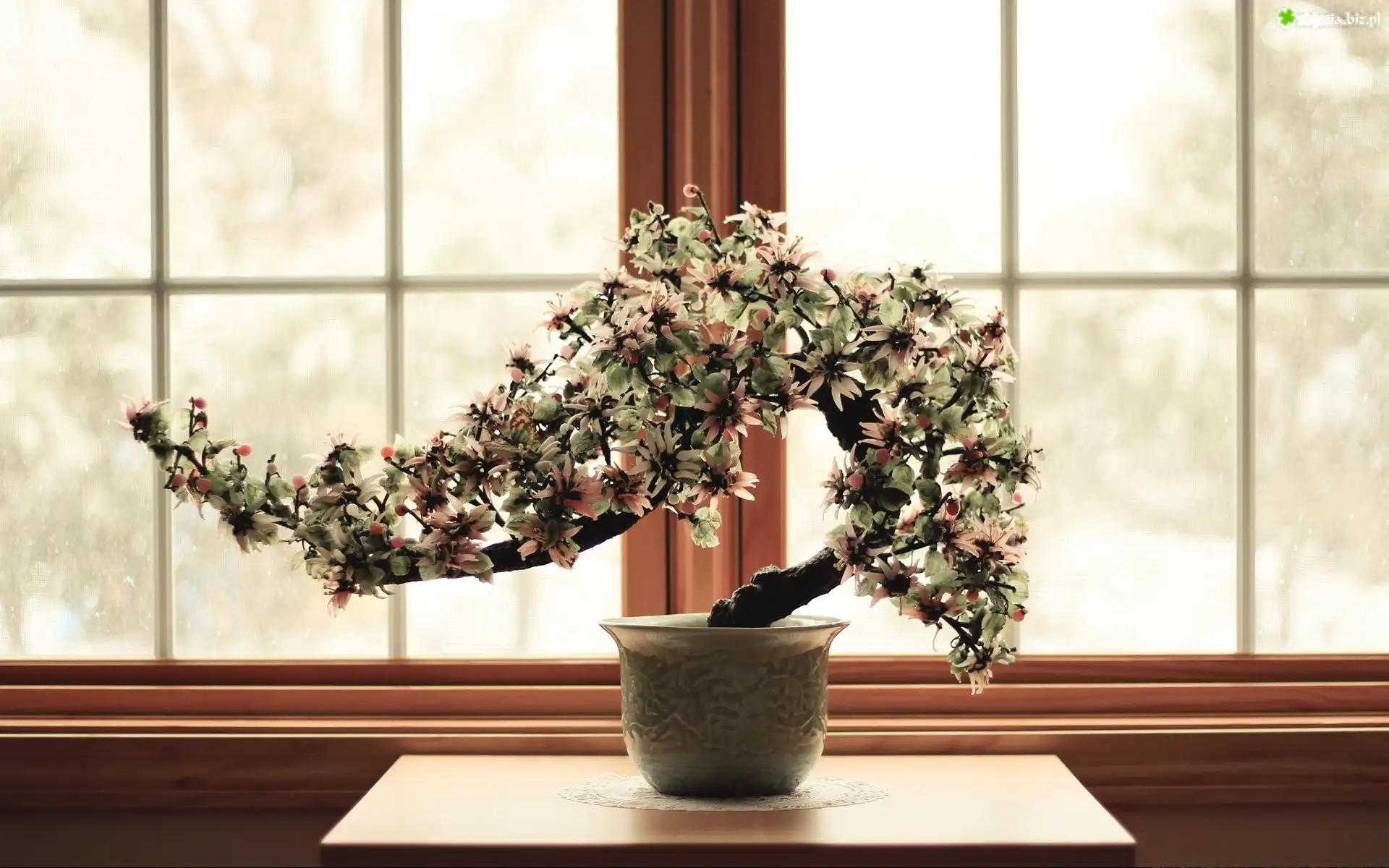 Drzewko, Bonsai, Doniczka, Okno