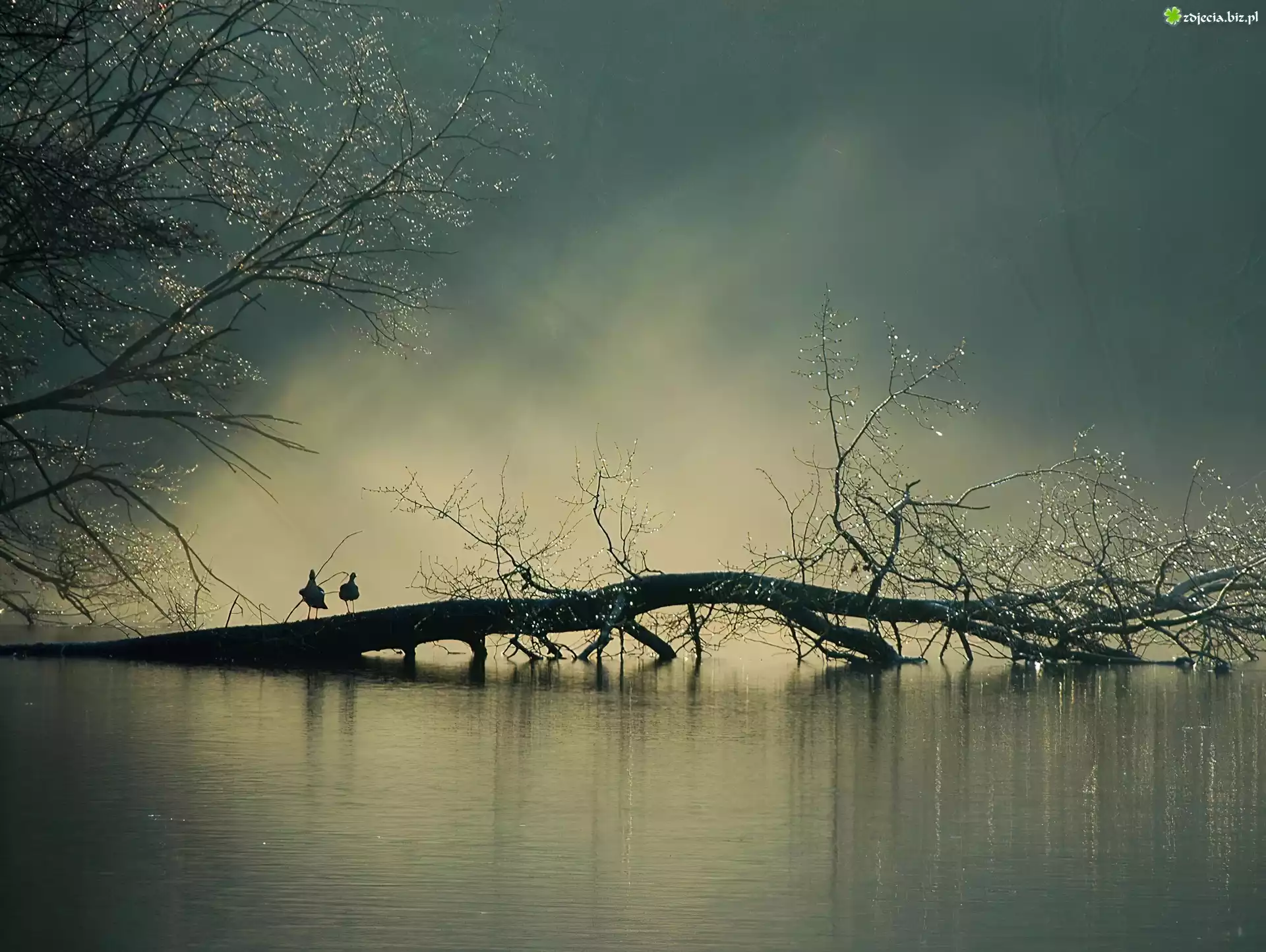 Jezioro, Drzewo, Mgła