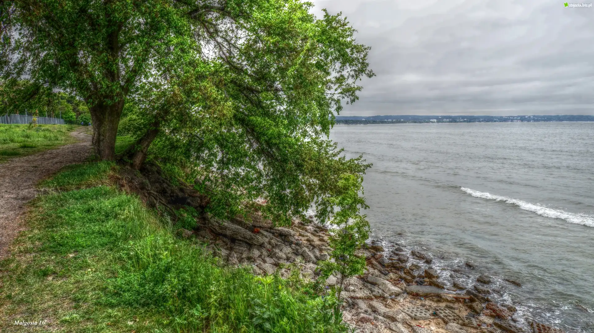 Drzewo, Wybrzeże, Morze, Kamienie, HDR