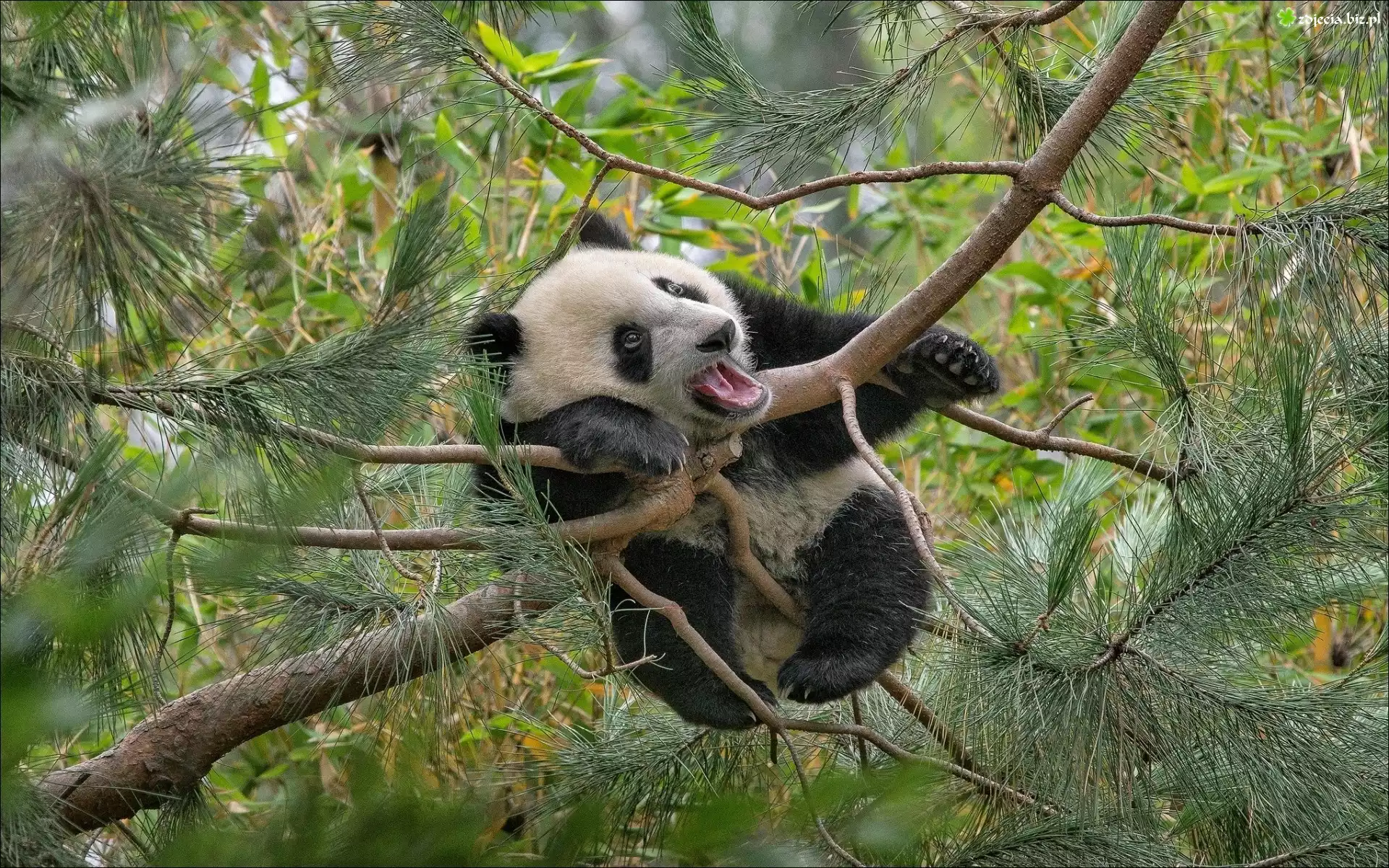 Panda, Drzewo, Las