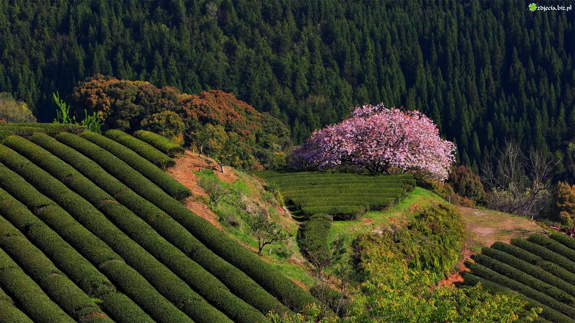 Plantacja, Drzewo, Krzewy