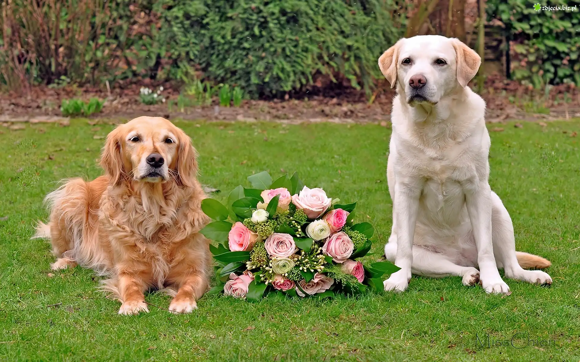 Dwa, Psy, Golden retriever, Labrador retriever, Bukiet, Róż