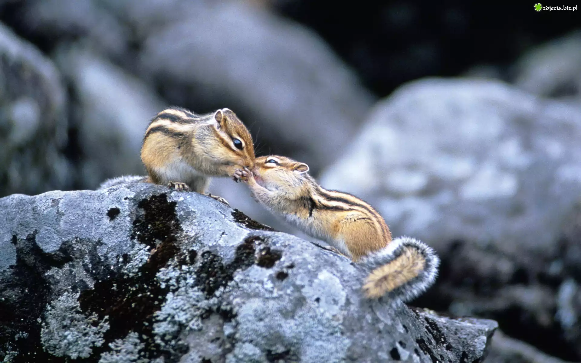 Dwa, Chipmunki, Buziak, Skały