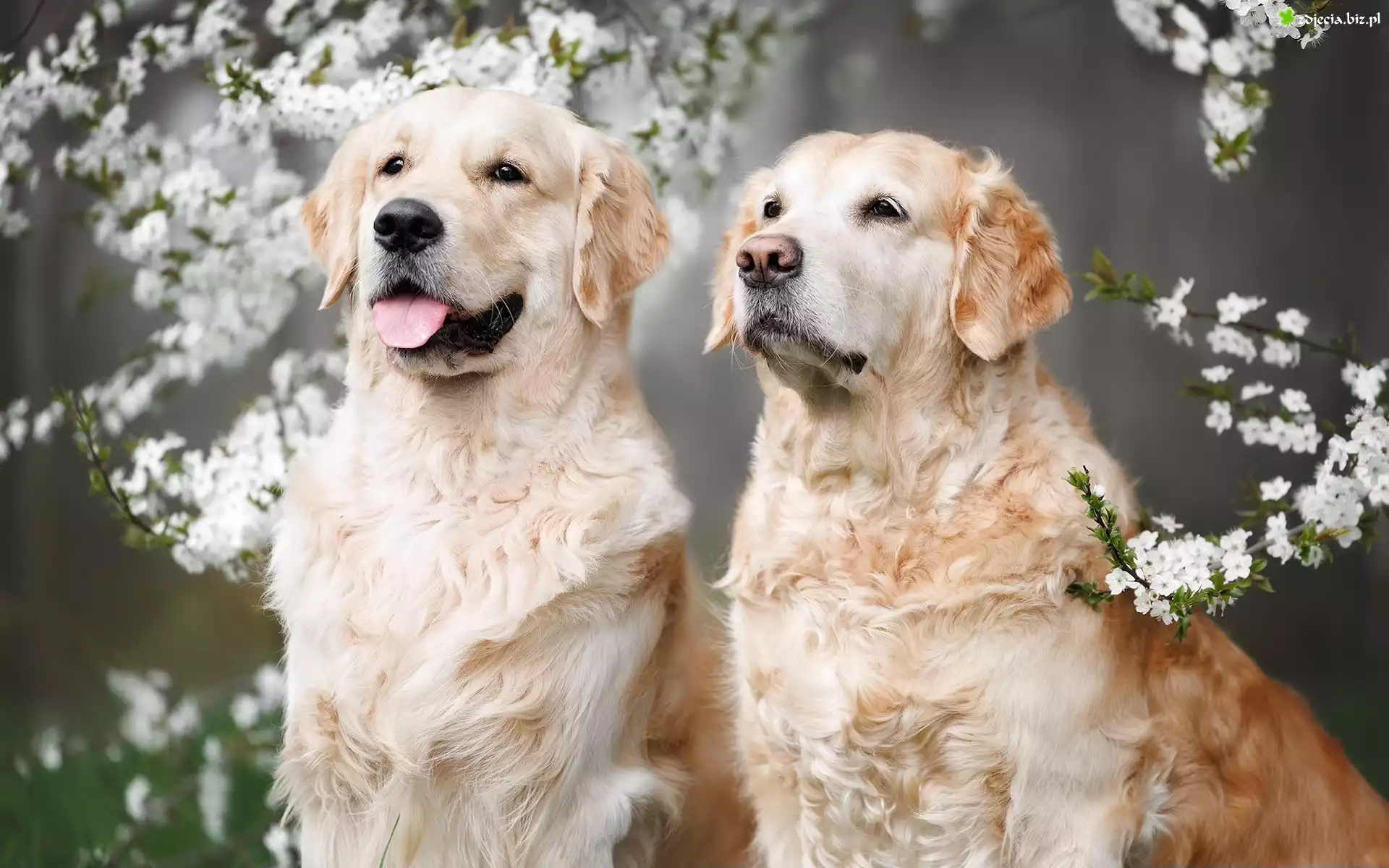 Psy, Golden retriever, Dwa, Gałązki, Kwiaty