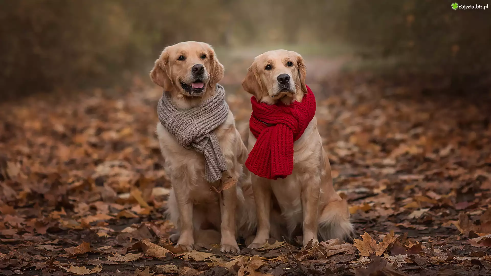 Dwa, Psy, Golden retriever, Szaliki