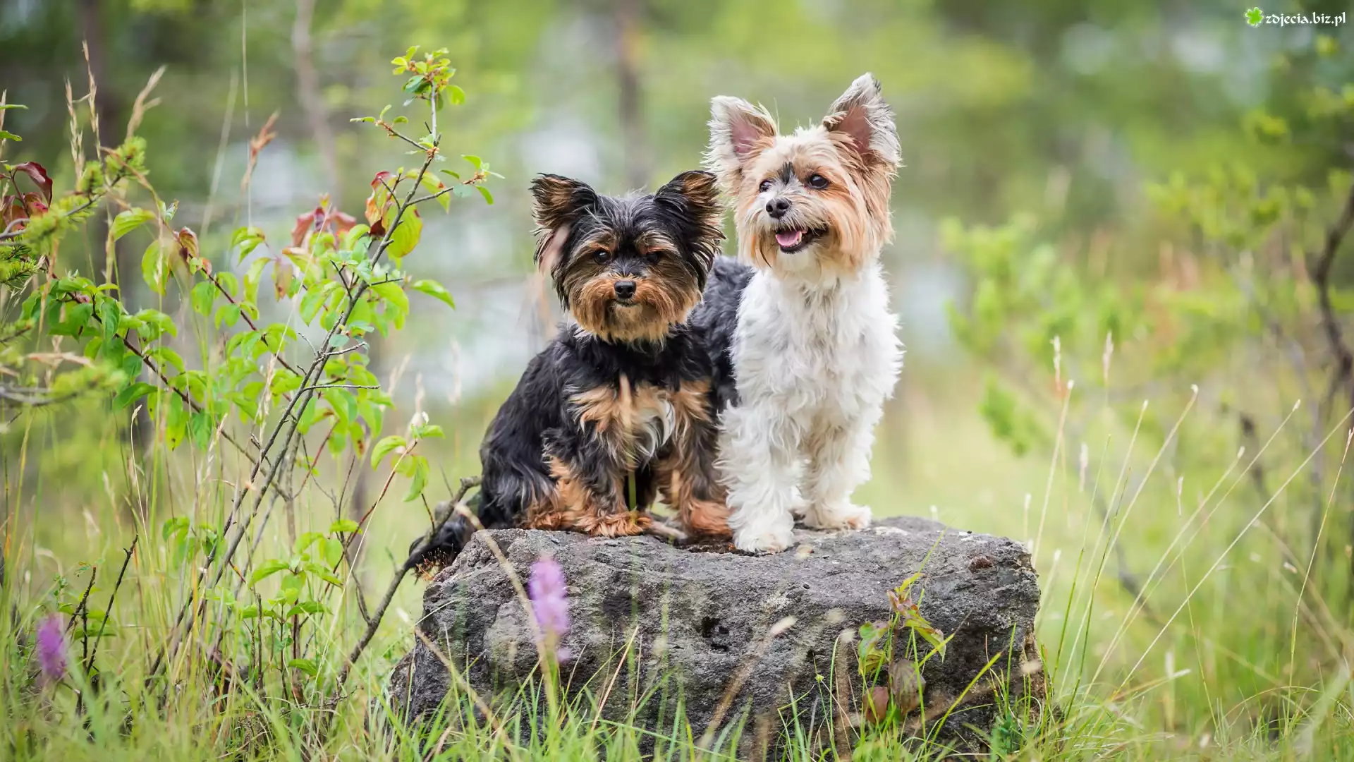 Dwa, Psy, Yorkshire terrier, Kamień