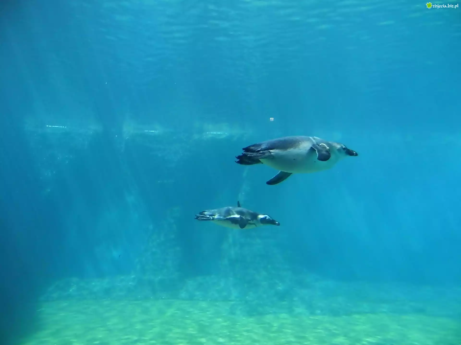 Dwa, Pingwiny, Pływające, Woda, Zoo