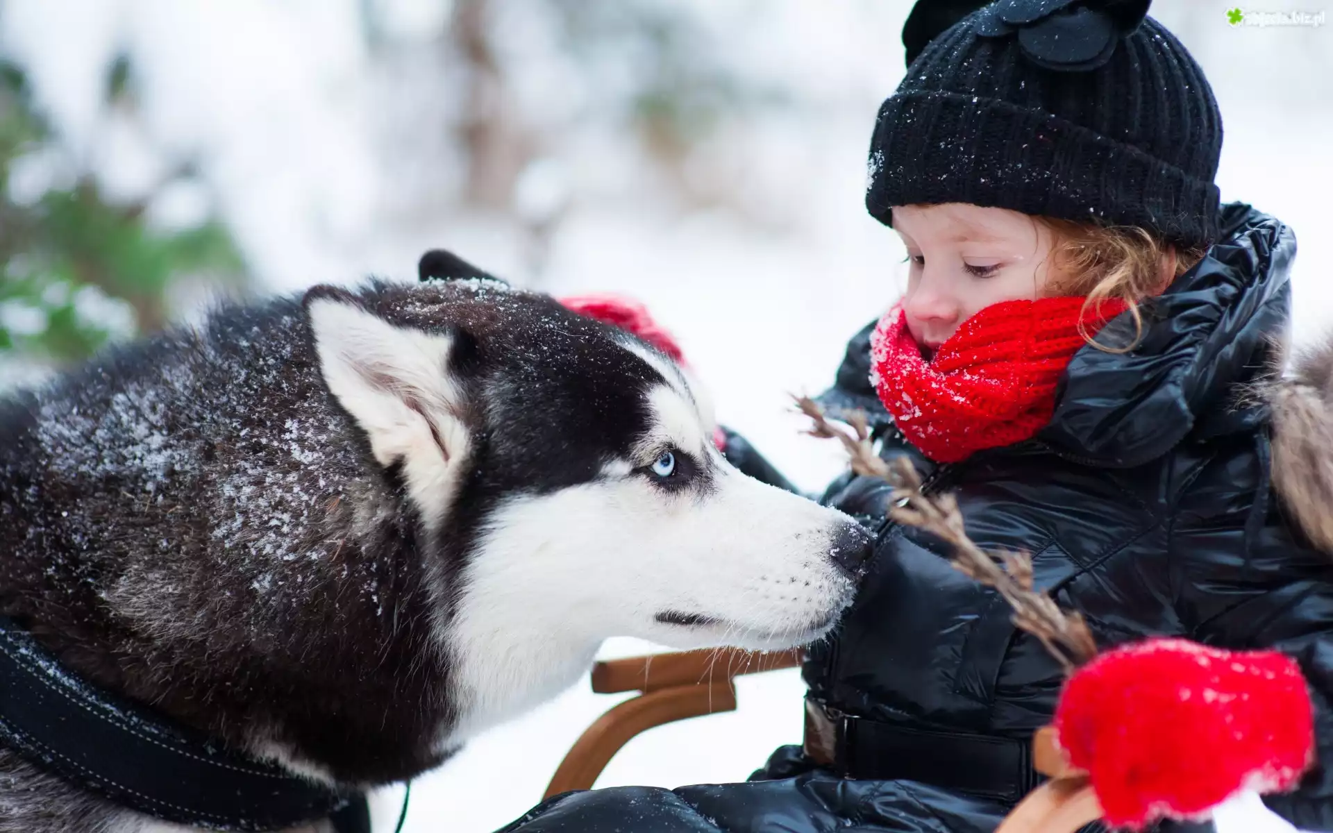 Dziecko, Zima, Gałązka, Pies, Siberian Husky