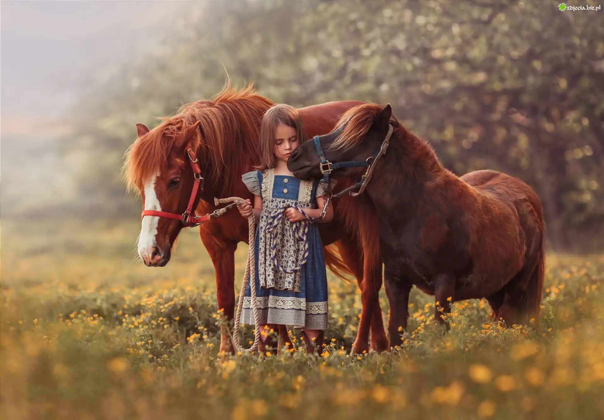 Zdjęcie Dziewczynka, Dziecko, Koń, Kucyk