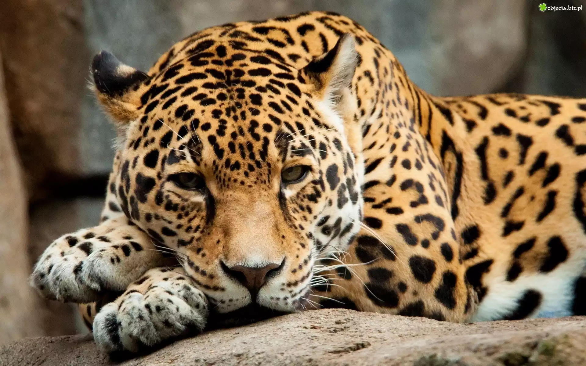Jaguar, Dziki, Kot