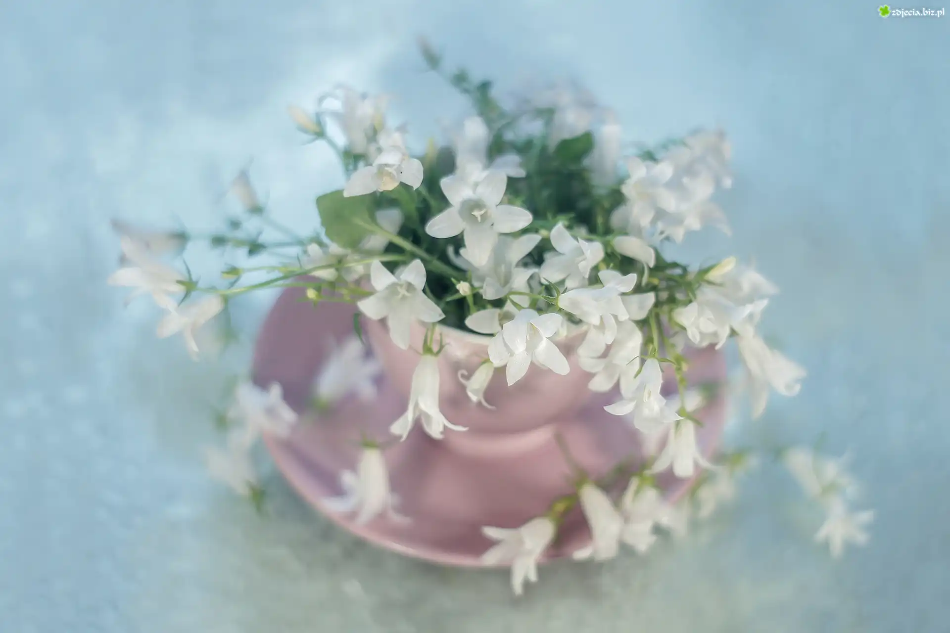 Dzwonek dalmatyński, Campanula, Białe, Kwiaty