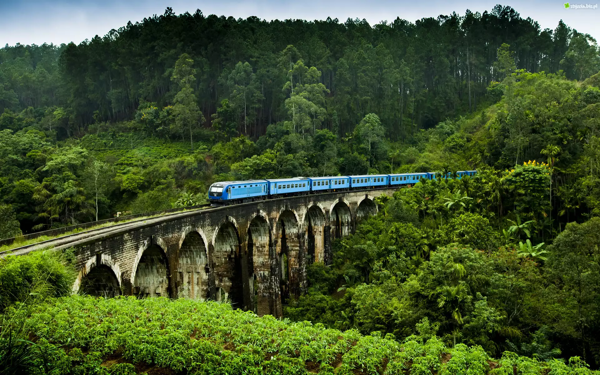 Sri Lanka, Demodara, Most Nine Arches Bridge, Lasy, Pociąg Elektryczny