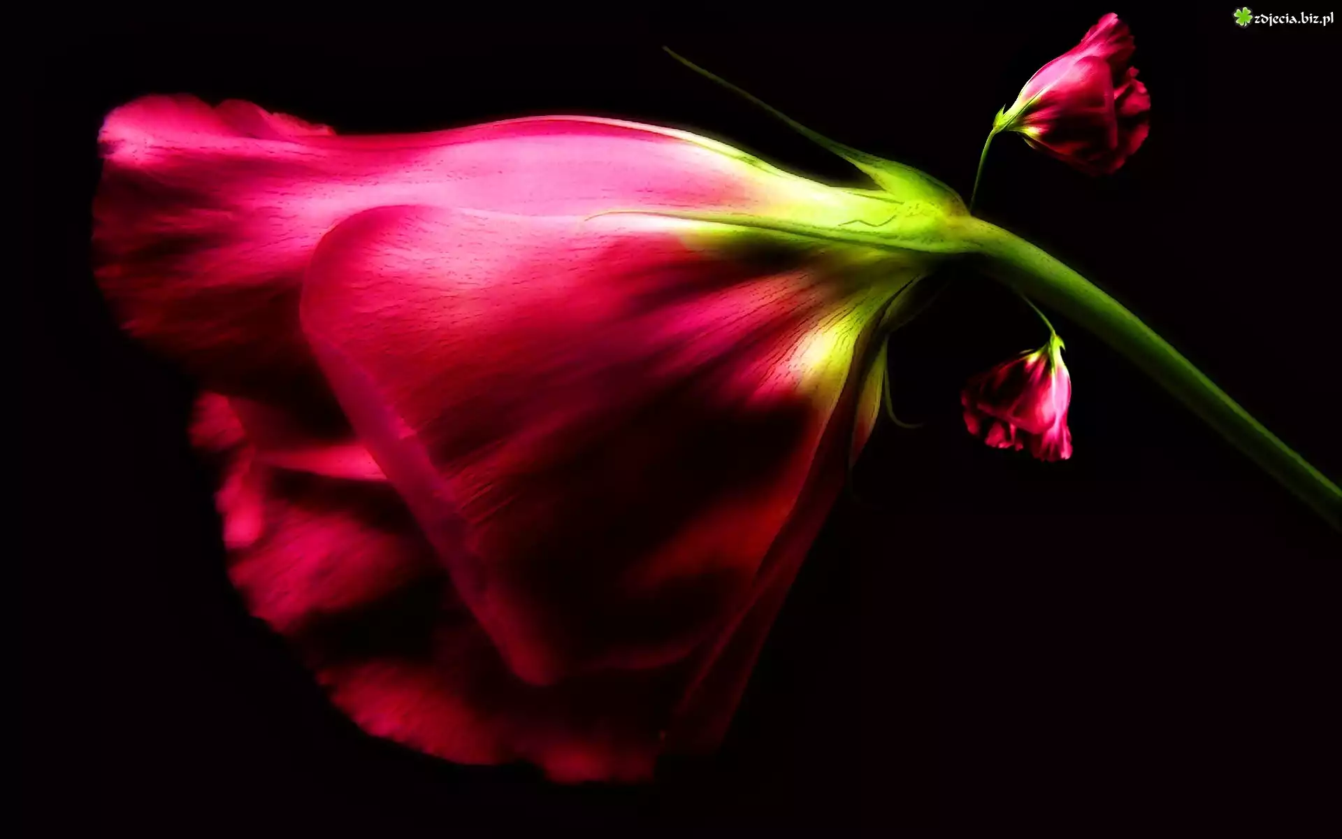 Eustoma, Rozmycie