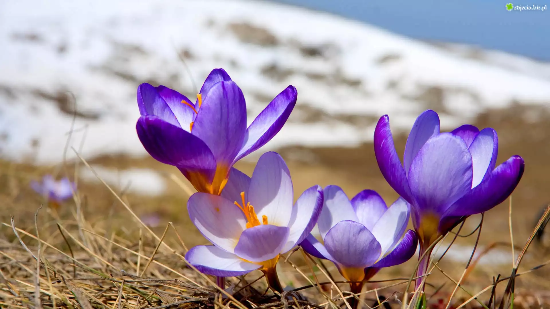 Fioletowe, Krokusy, Sucha, Trawa