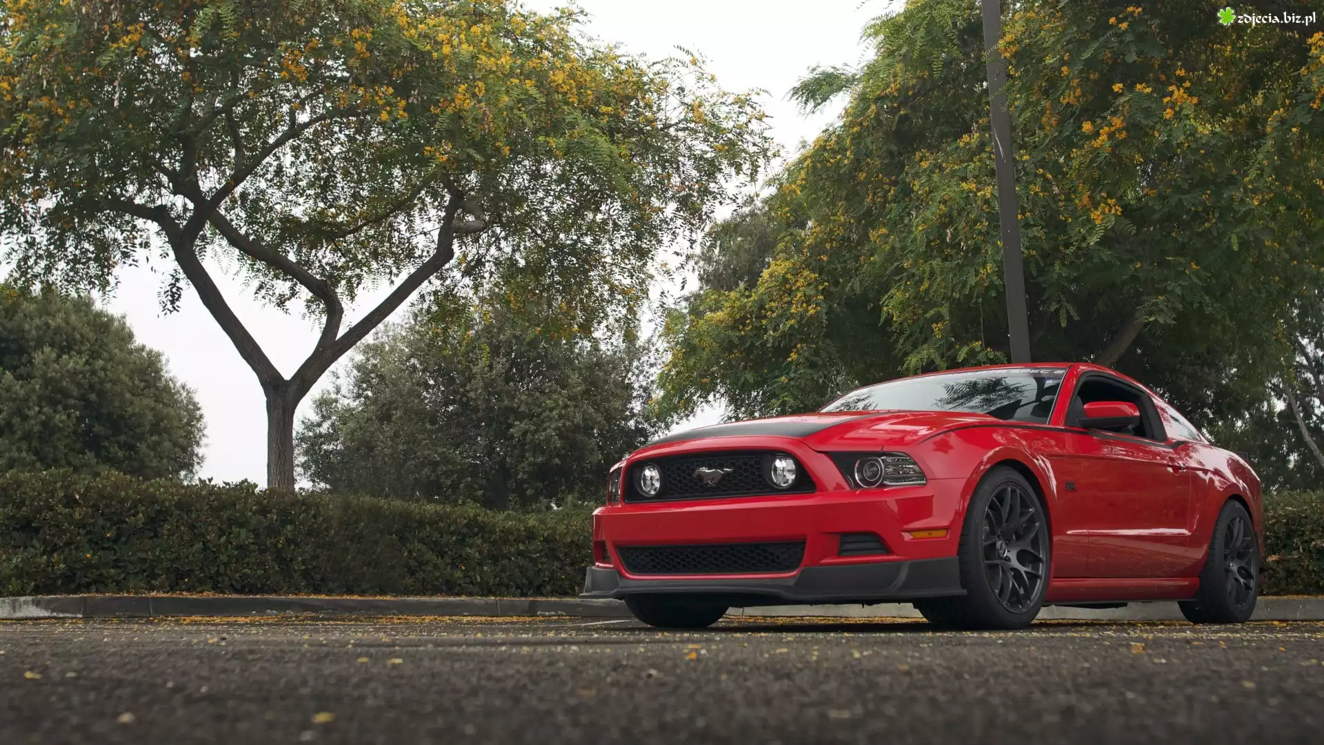 Ford Mustang, 2013, Czerwony