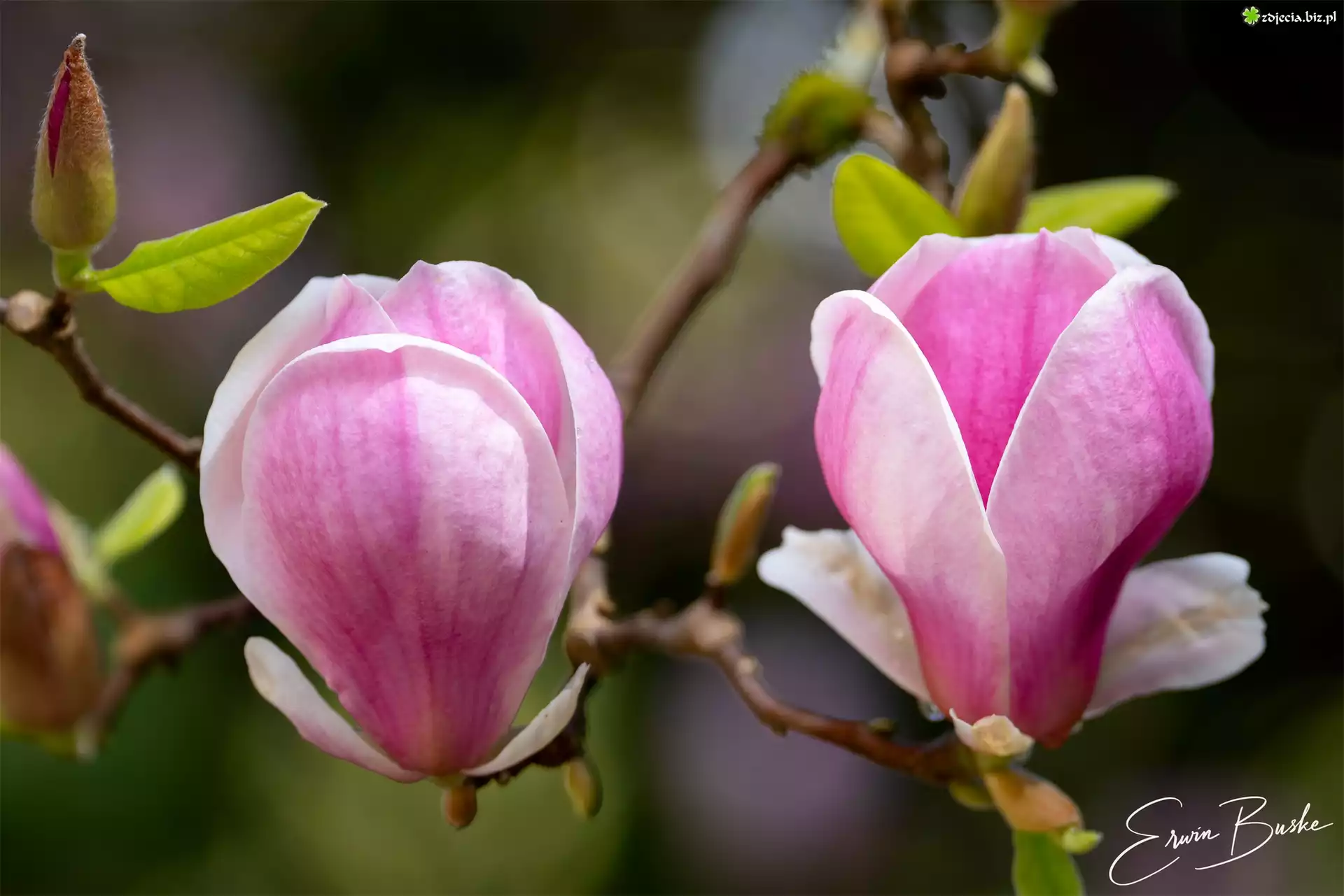 Magnolia, Gałązka, Różowe, Kwiaty, Listki