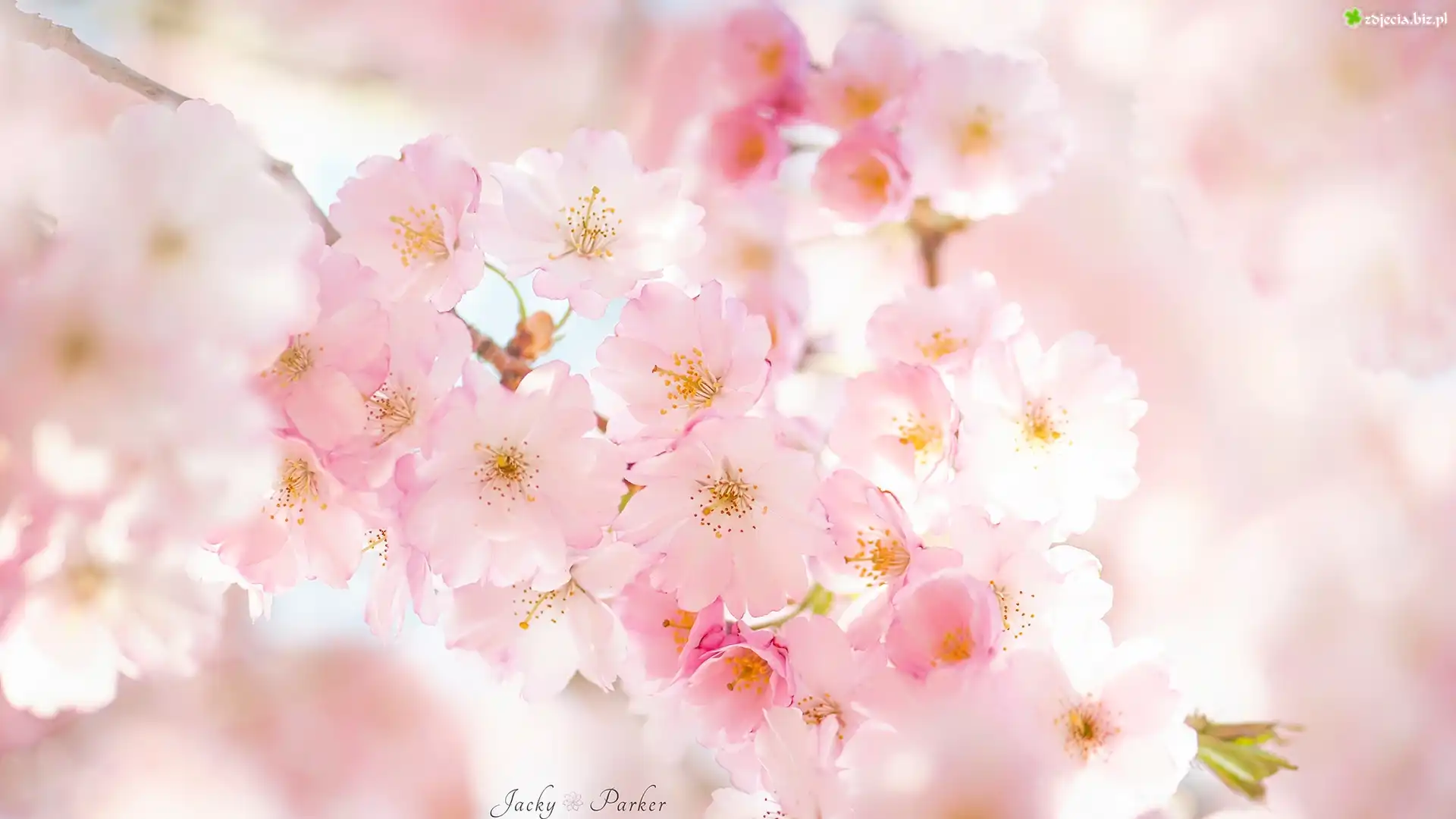 Zdjęcie Gałązka, Drzewo owocowe, Wiśnia, Różowe, Kwiaty