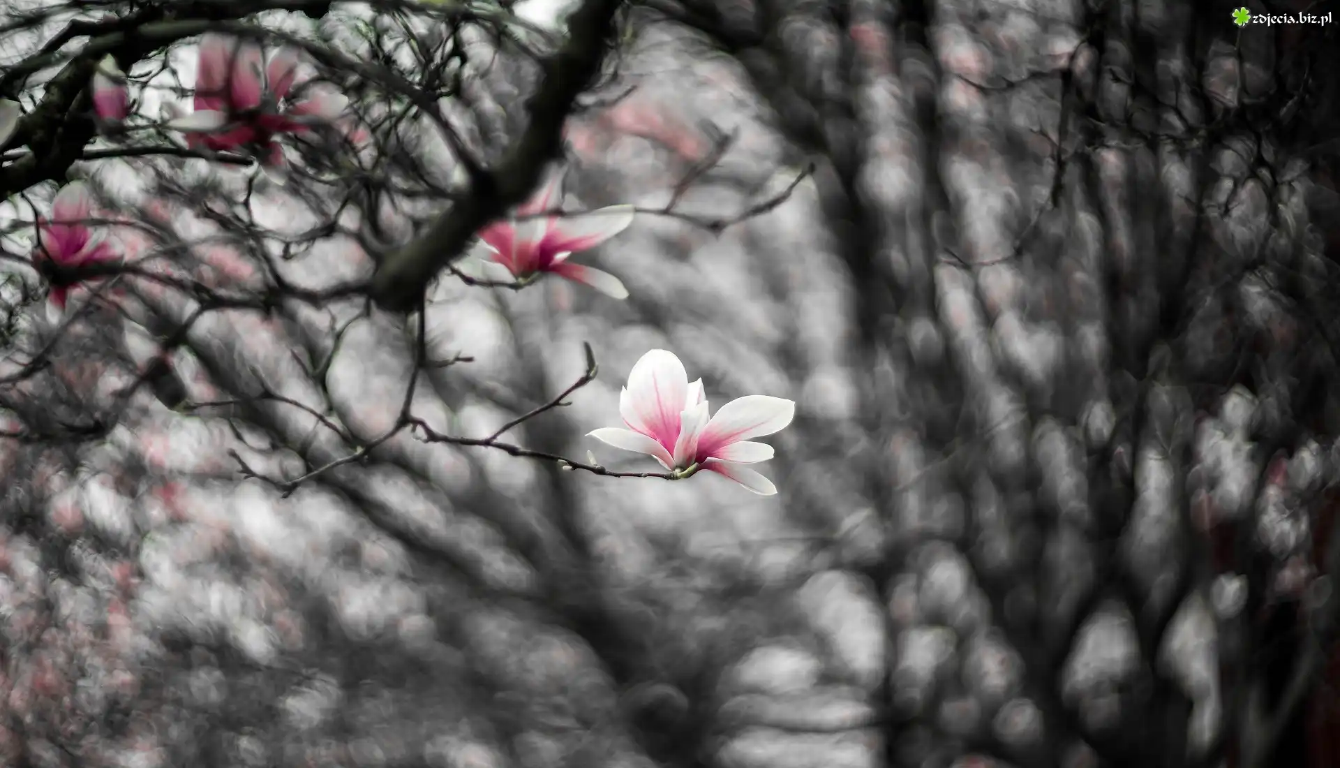 Gałęzie, Bladoróżowe, Kwiaty, Magnolia, Rozmycie