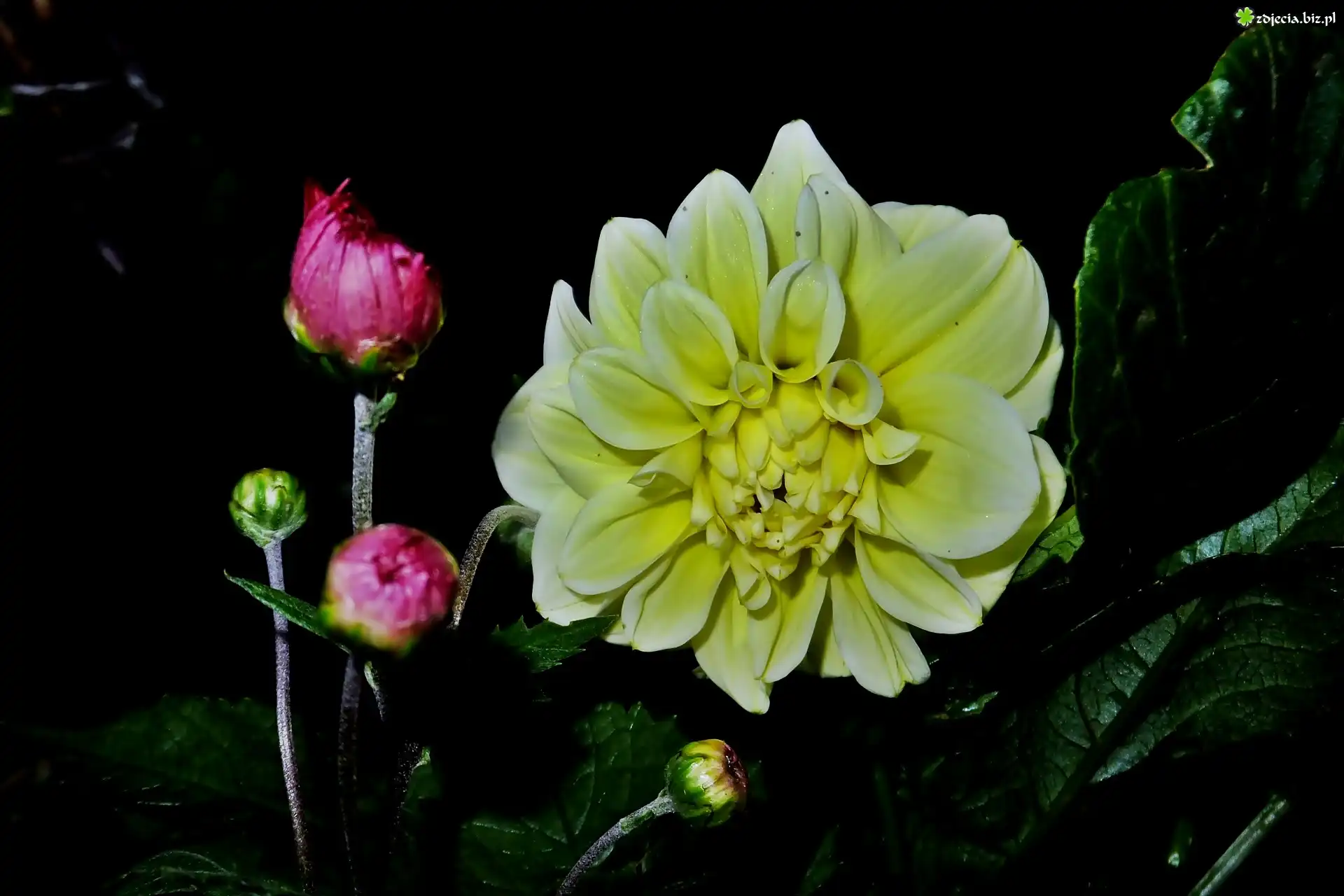 Dalia, PÄ…ki