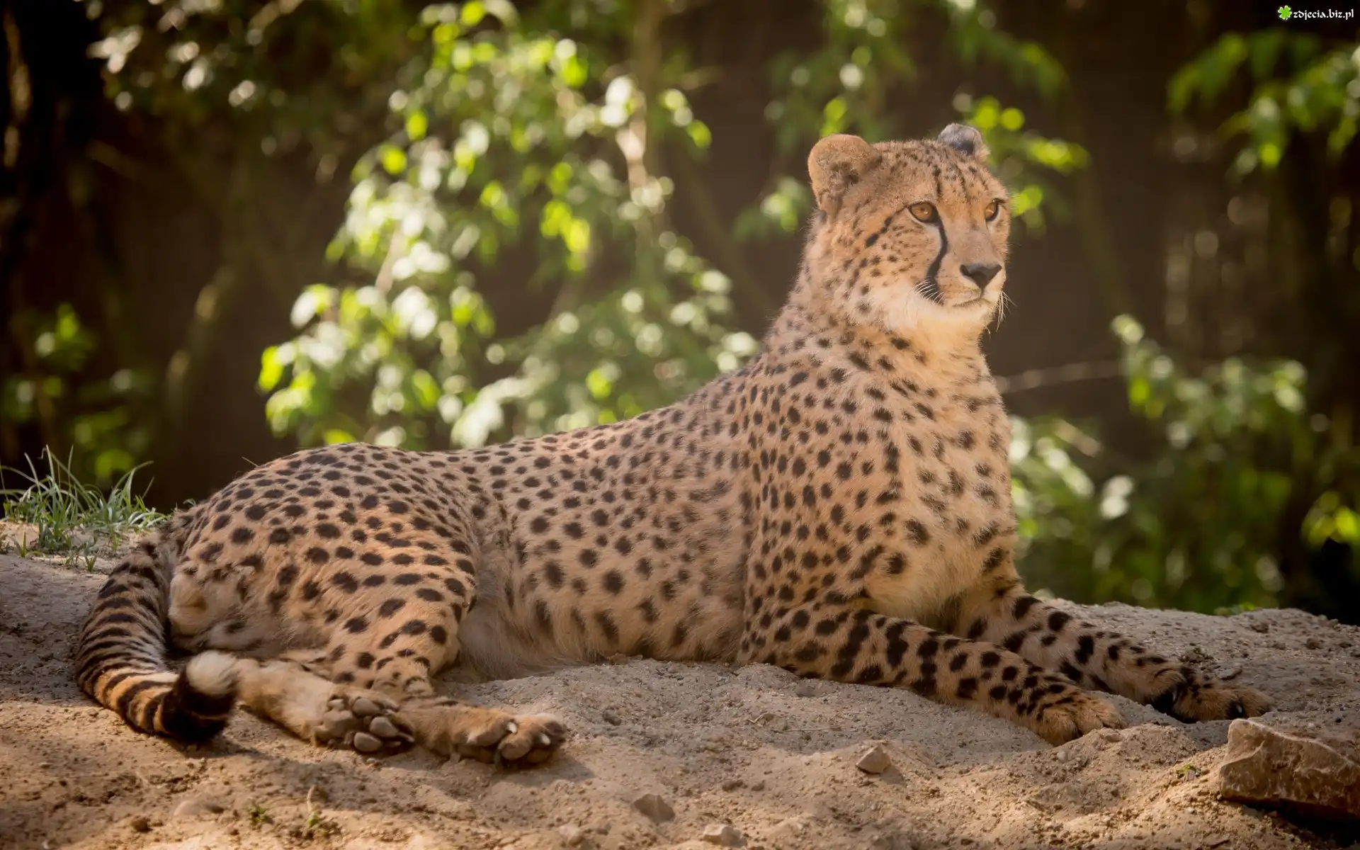 Gepard, Dziki, Kot, Zwierze