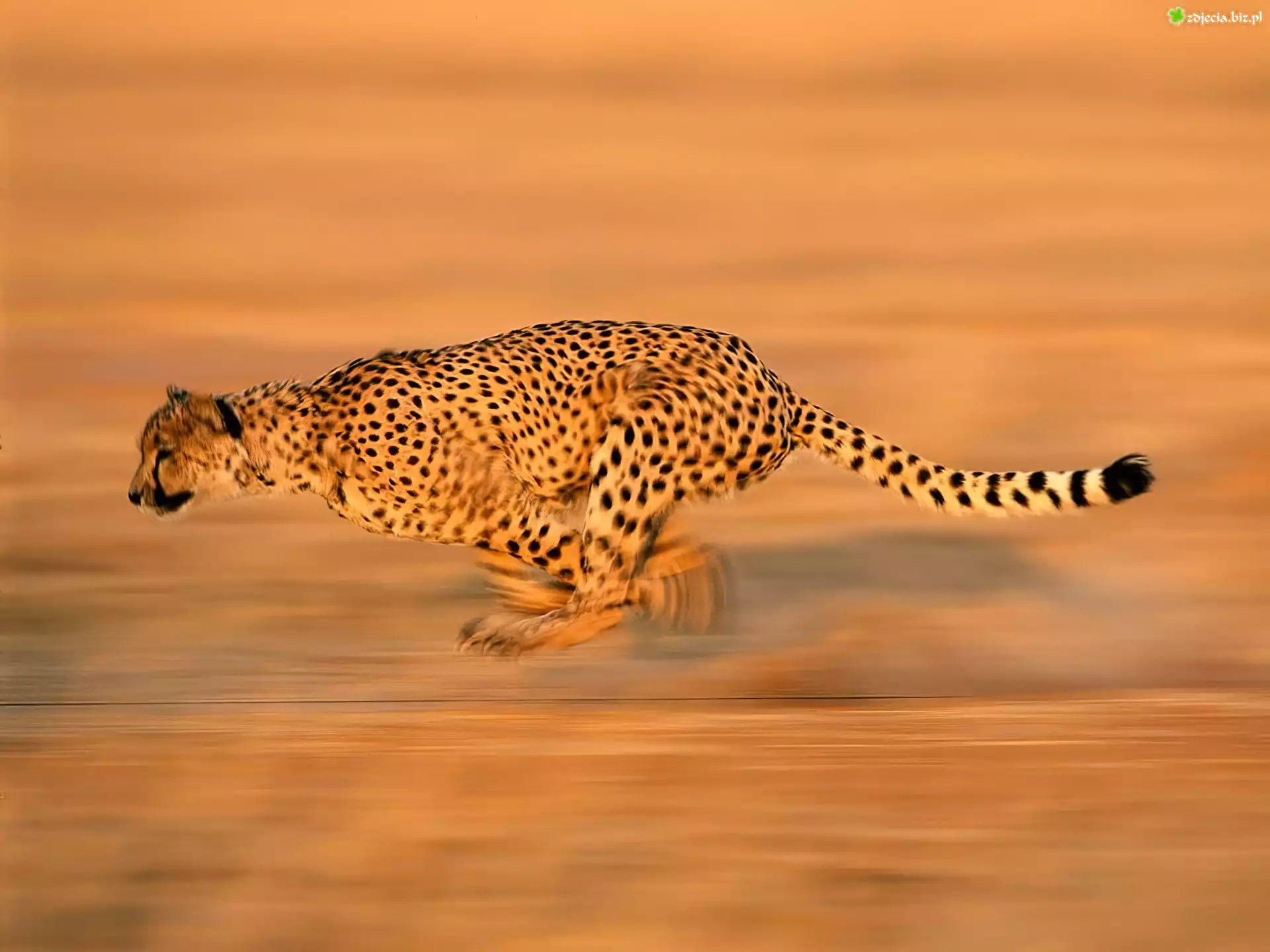 Gepard, Polowanie