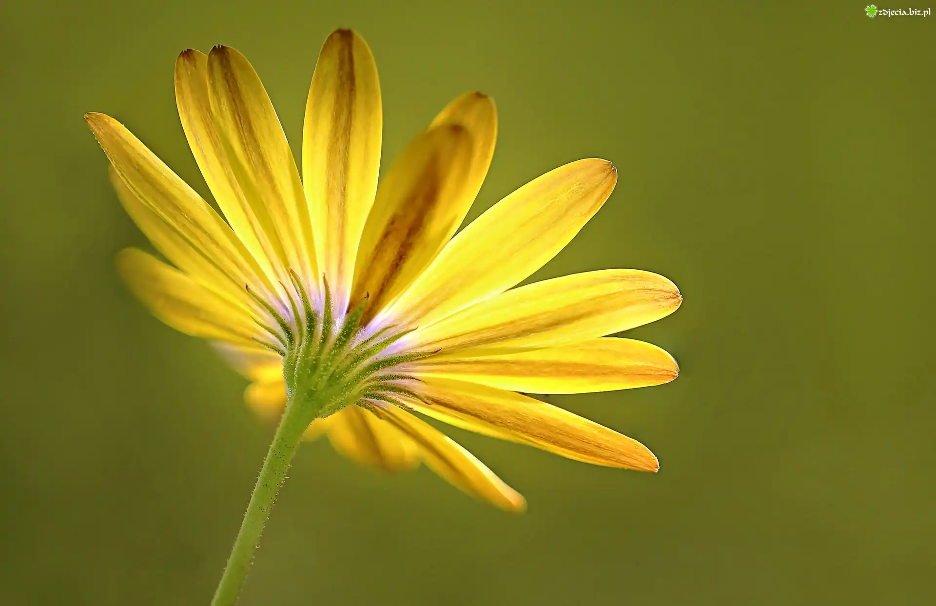 Żółta, Gerbera, Płatki