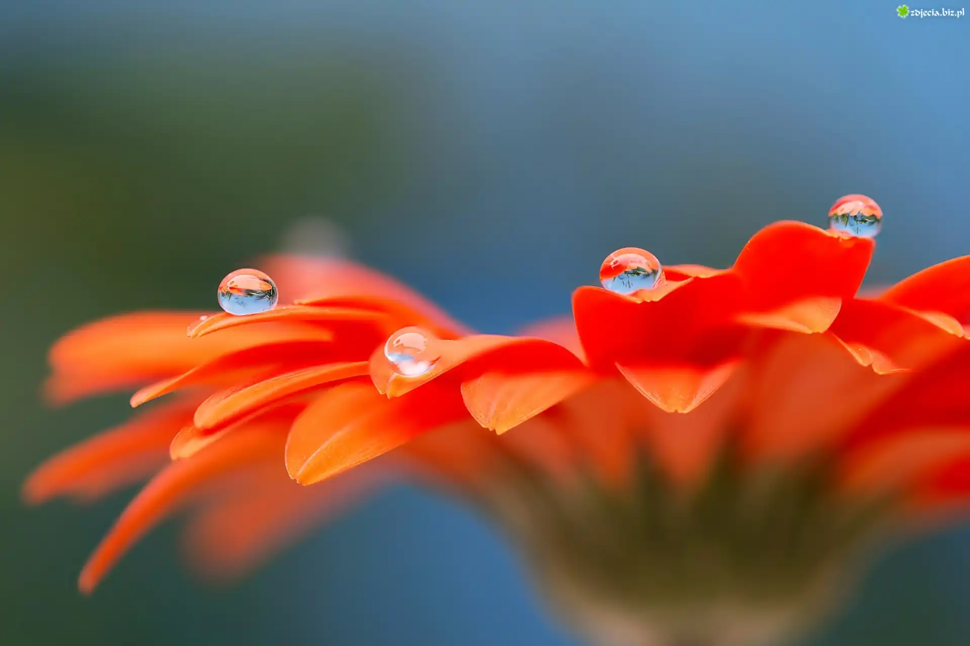 Gerbera, Krople, Wody, Makro