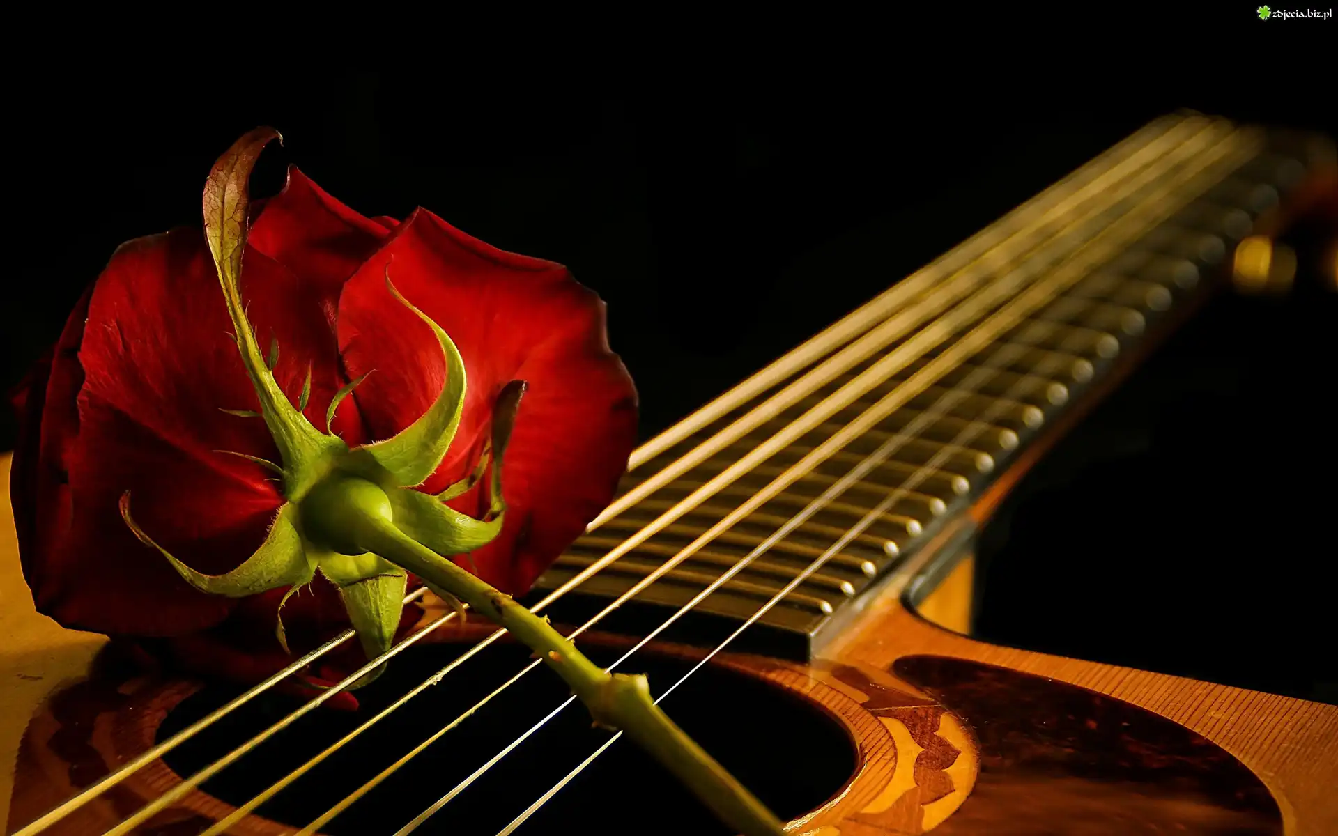 Gitara, Czerwona, Róża, Czarne, Tło