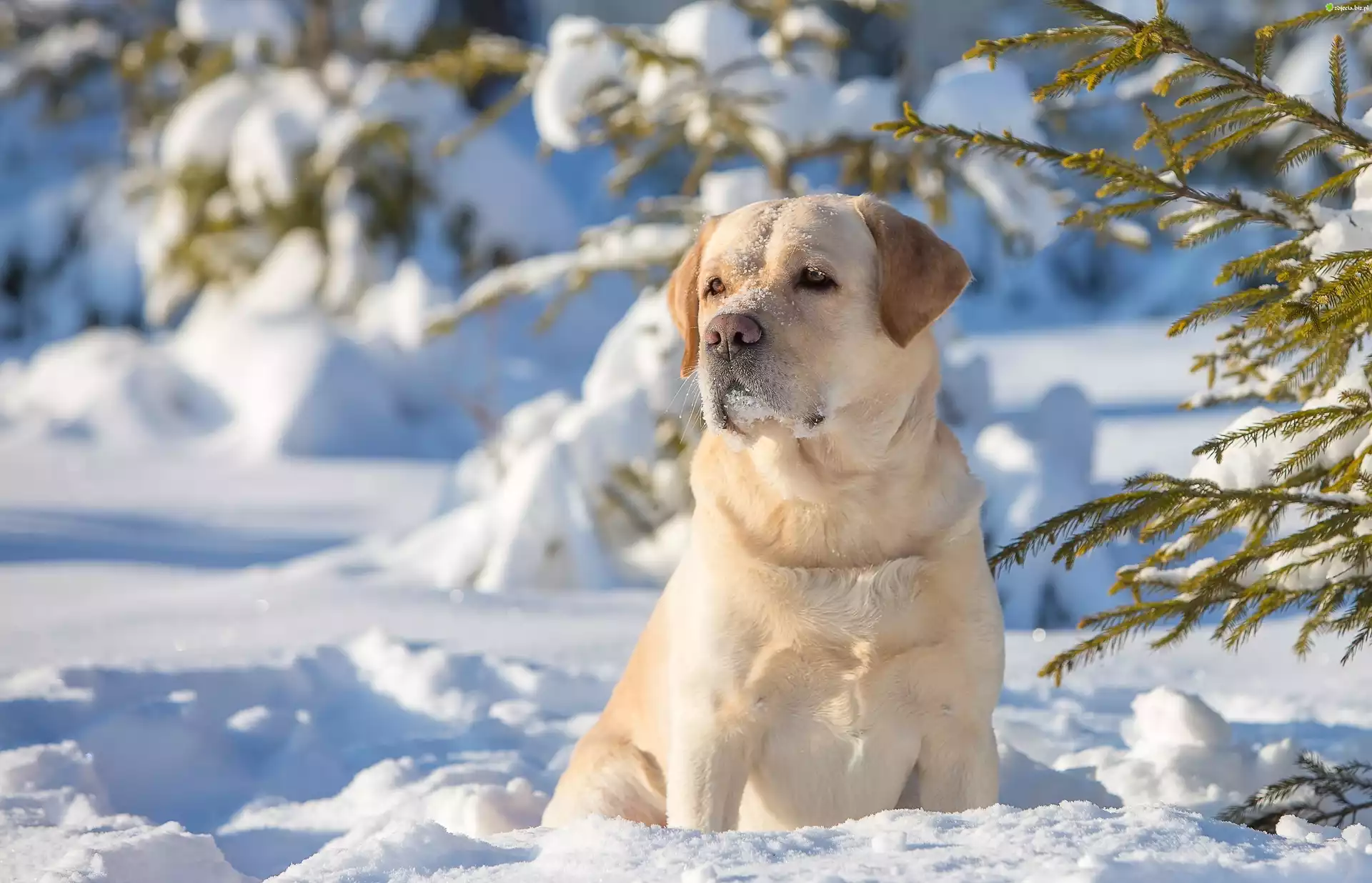 Golden Retriever, Drzewa, Las, Zima