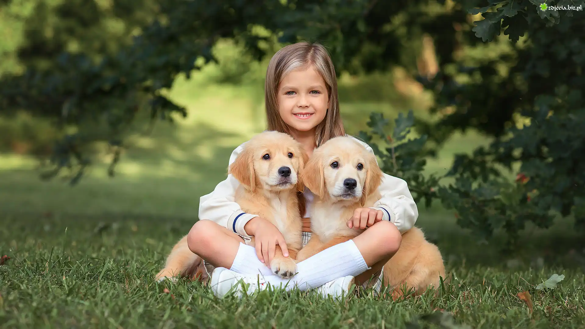 Dziewczynka, Szczeniaki, Dwa, Golden retriever, Trawa