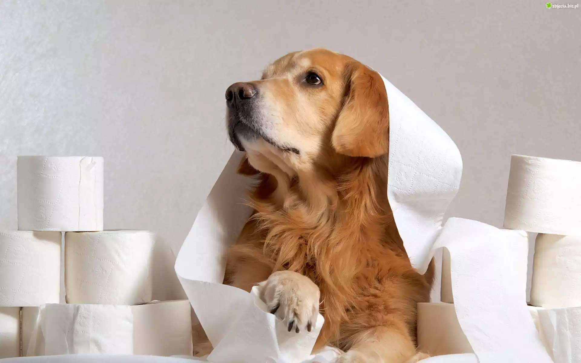 Golden retriever, Zabawa, Papier
