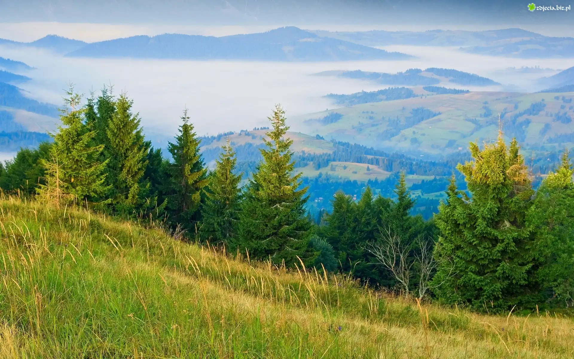 Góry, Lasy, Mgła, Panorama