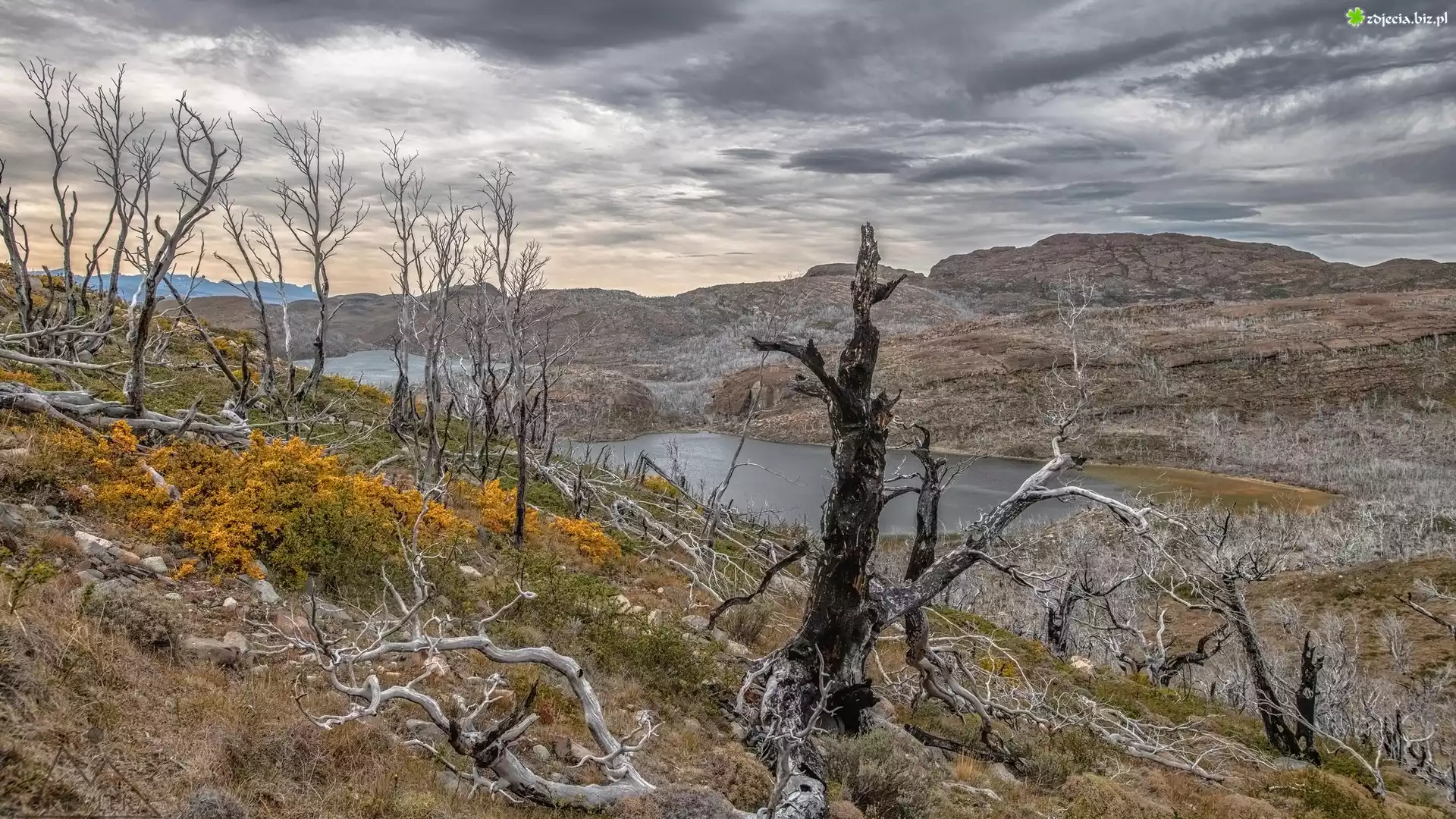 Góry, Drzewa, Jezioro, Park Narodowy Torres del Paine, Patagonia, Chile