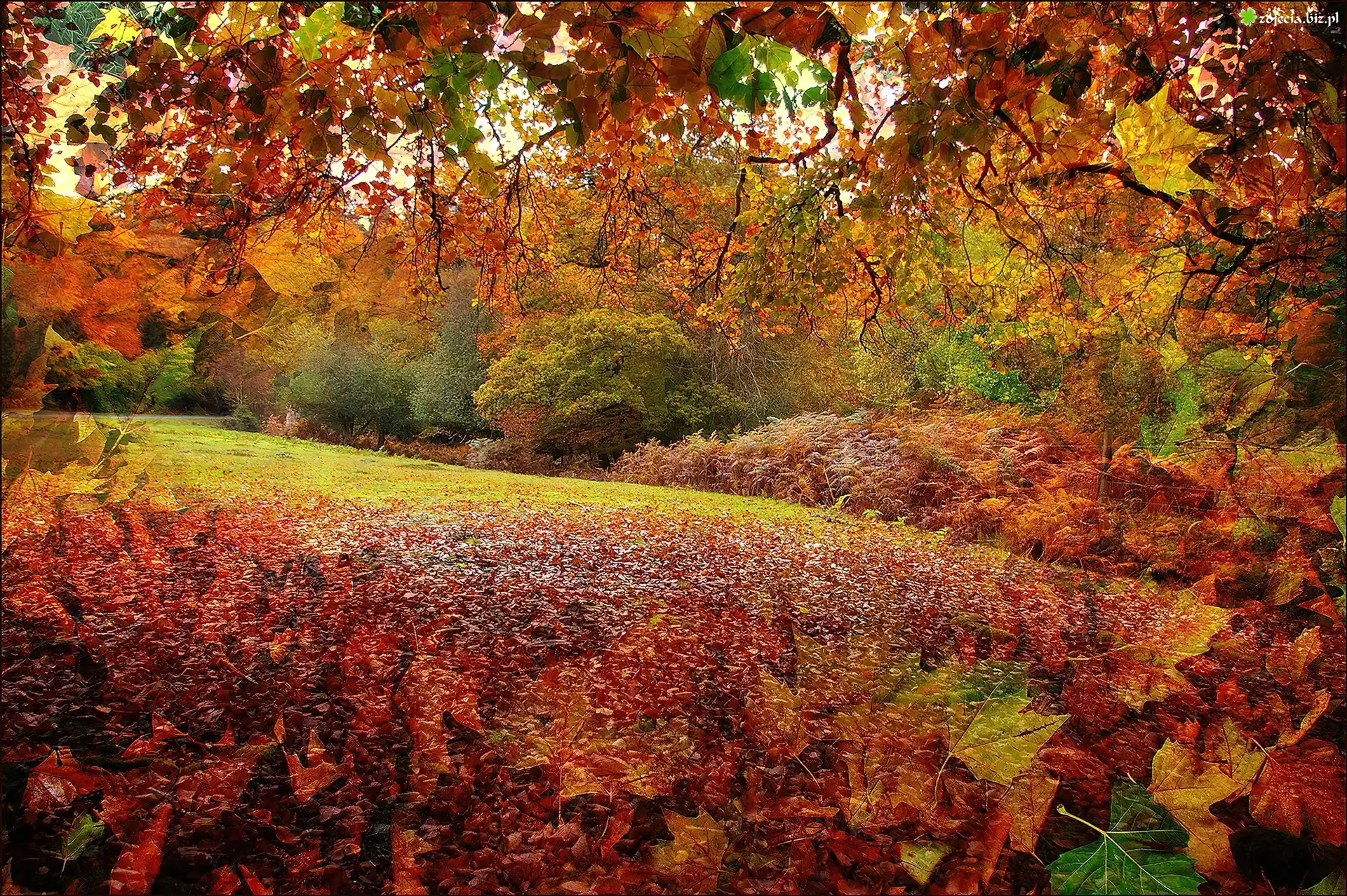 Grafika, Jesień, Park, Liście