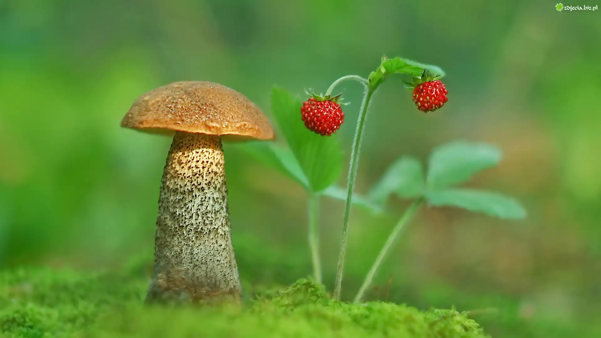 Grzyb, Koźlarz czerwony, Poziomki