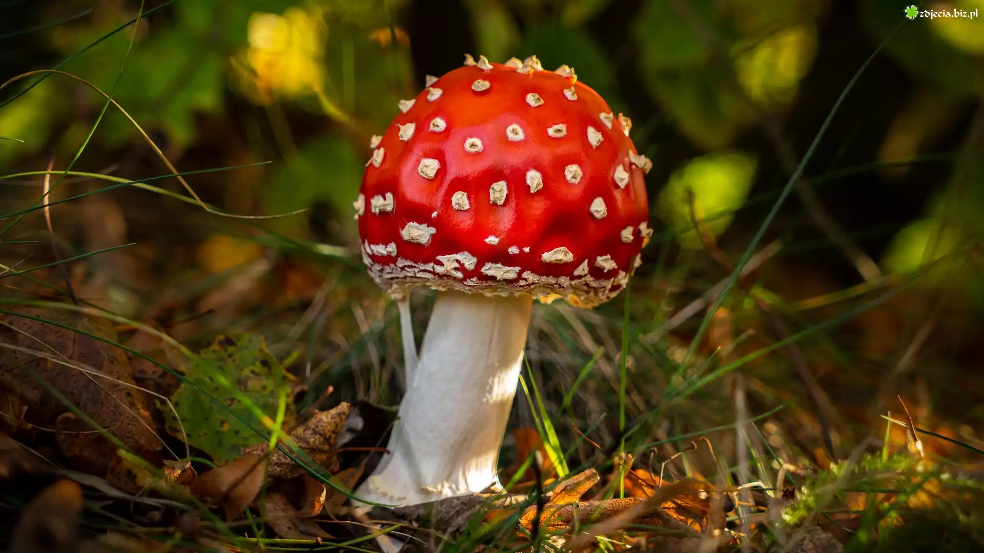 Grzyb, Muchomor, Trawa, Zbliżenie