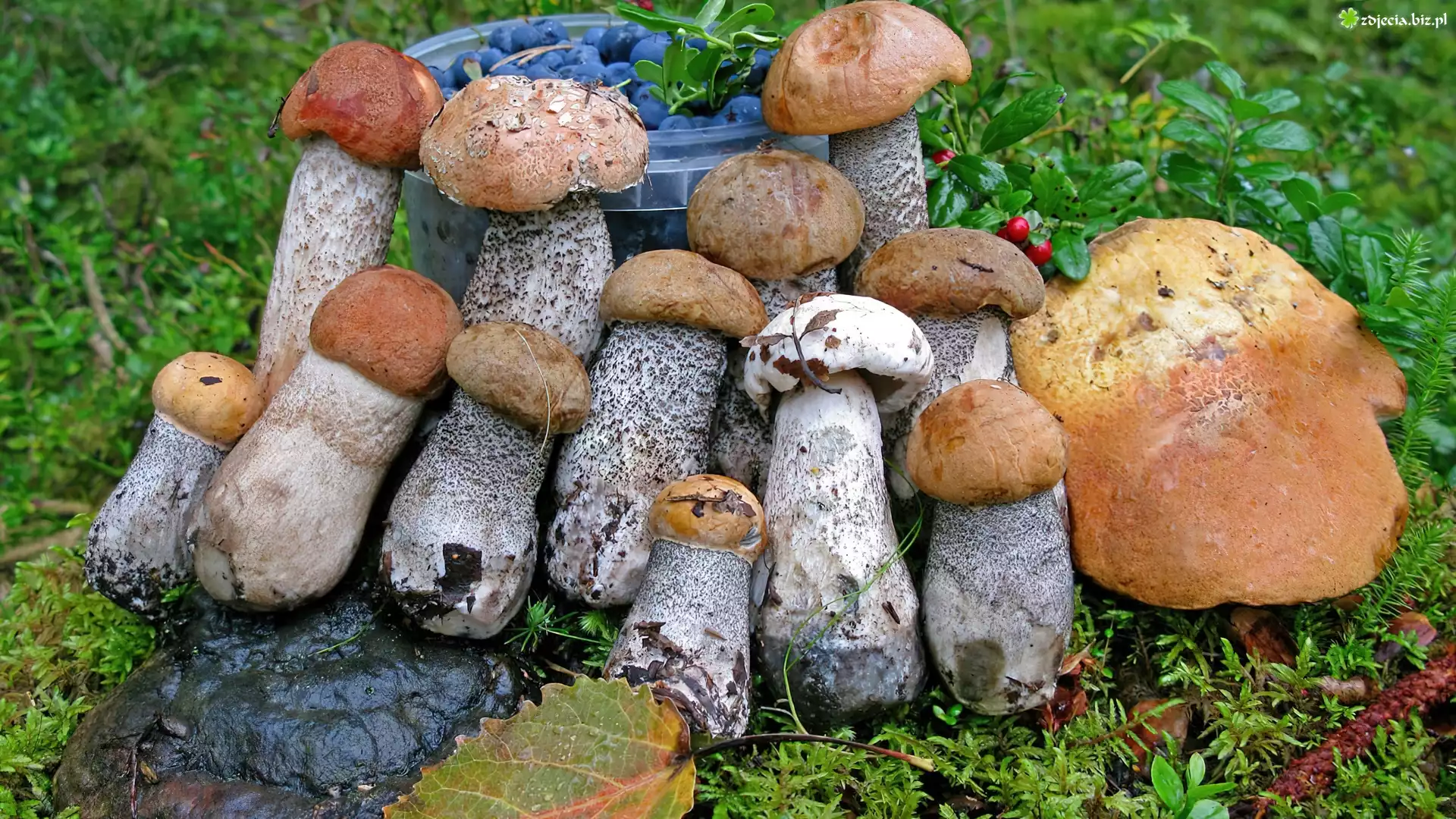 Grzyby, Jagody, Wiaderko, Kraśniak, Liście, Mech