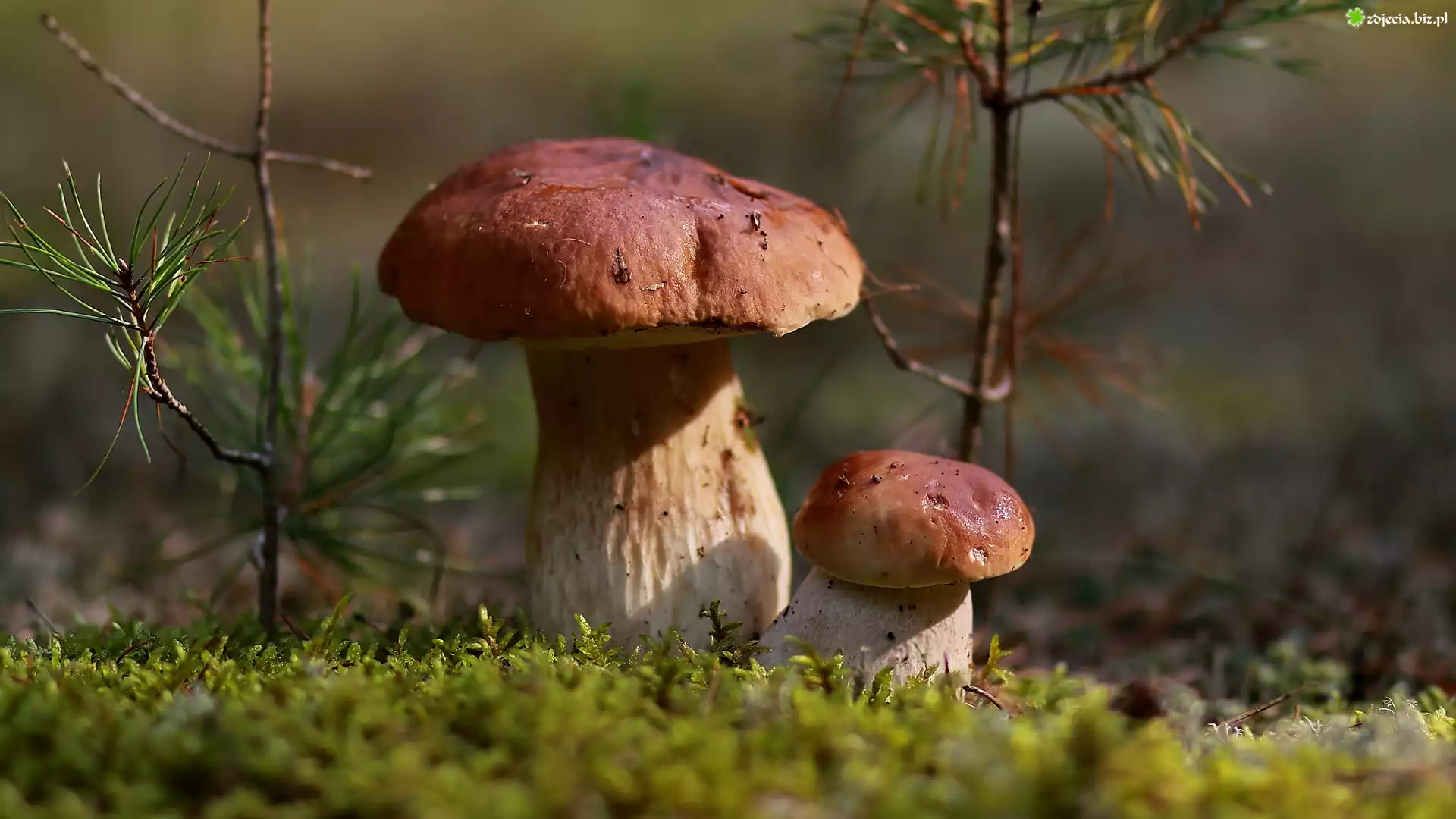 Grzyby, Borowiki, Mech, Ściółka