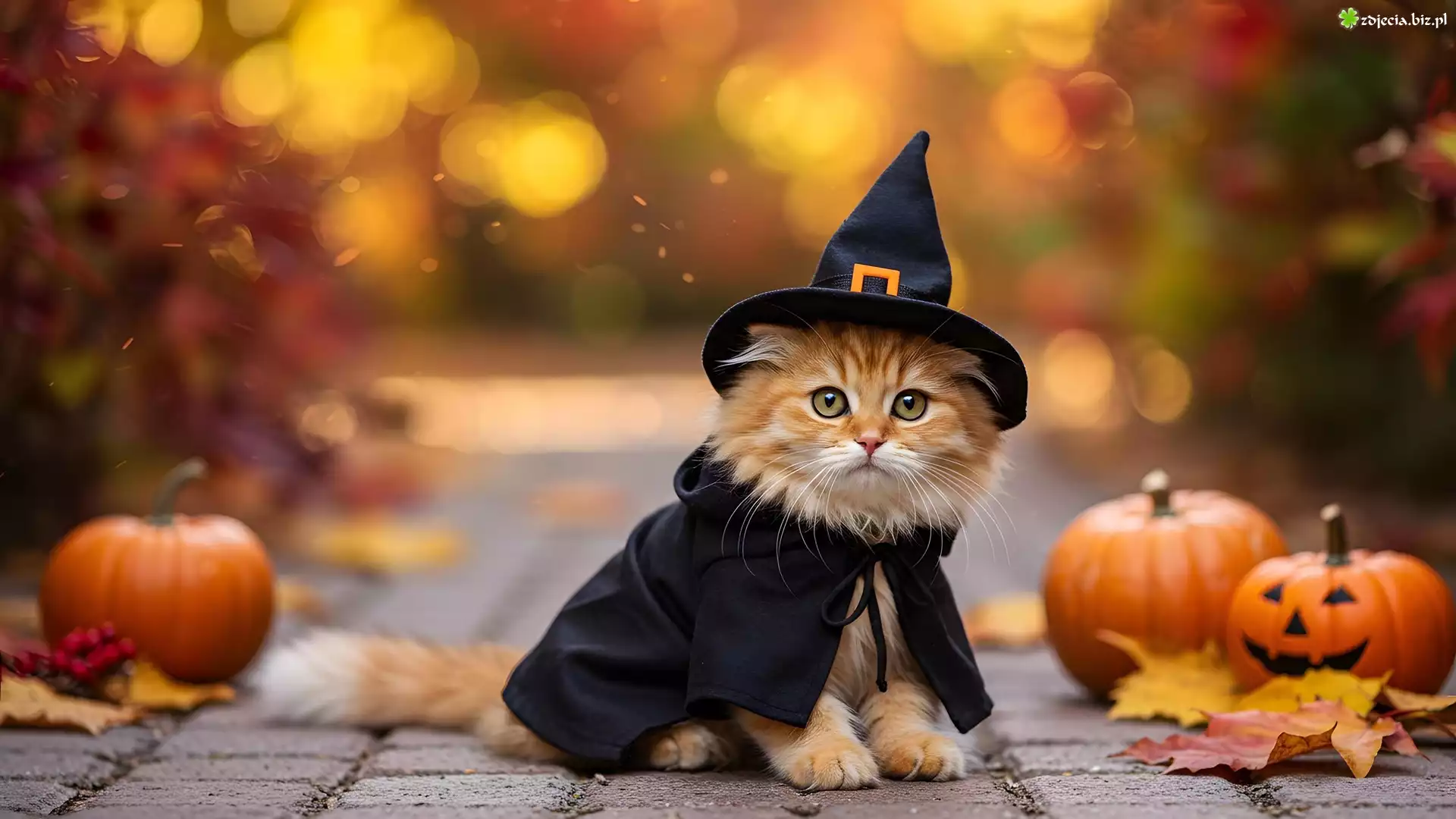 Kot, Kapelusz, Dynie, Halloween, Grafika AI