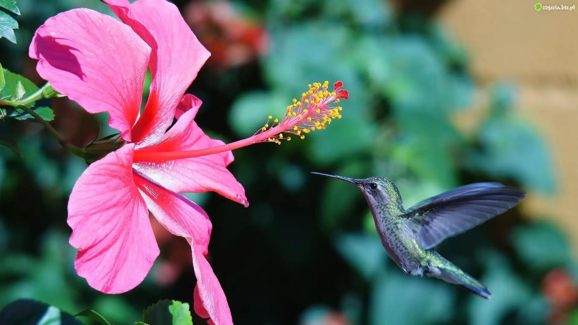 Różowy, Hibiskus, Koliber