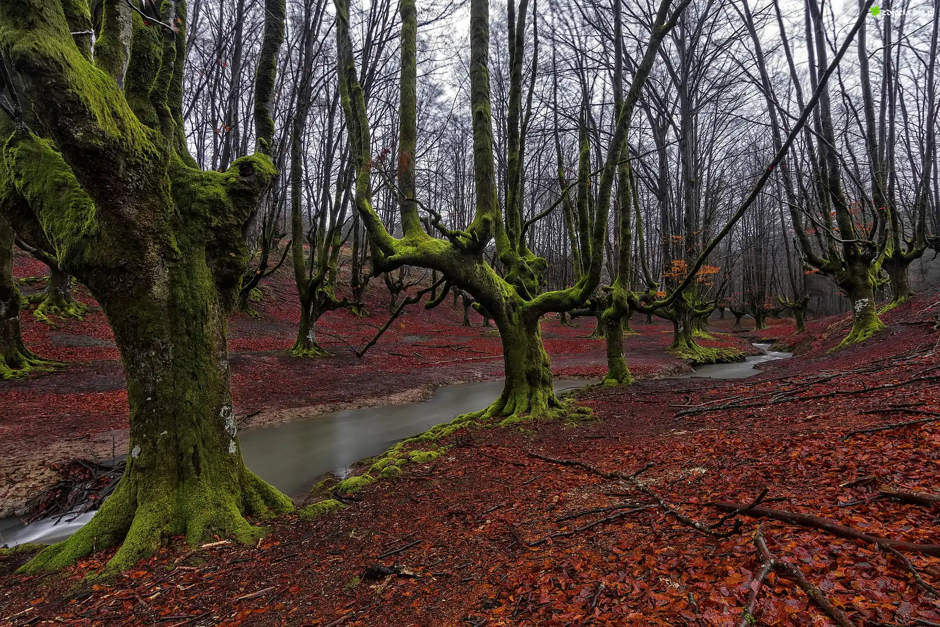 Hiszpania, Jesień, Las, Rzeczka