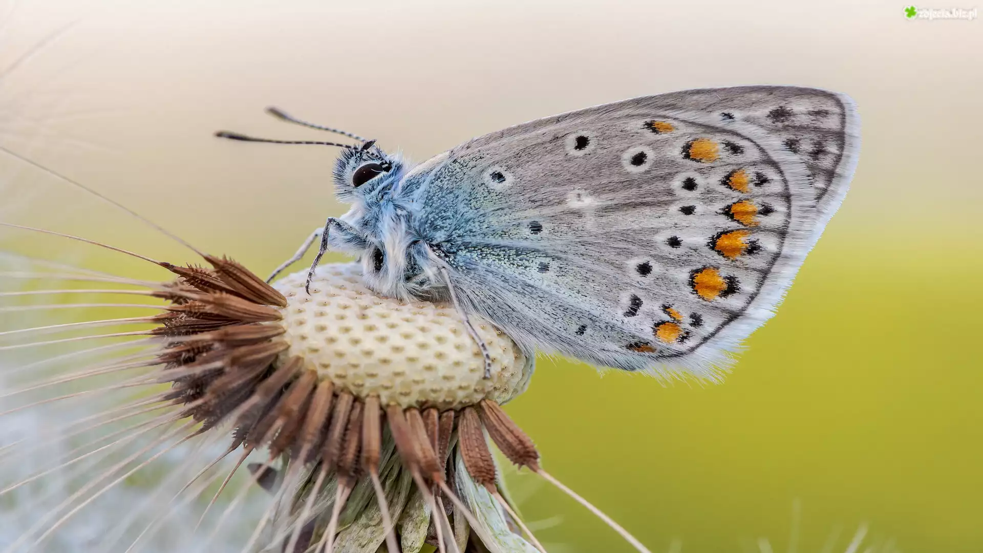 Modraszek ikar, Motyl, Dmuchawiec, Zbliżenie