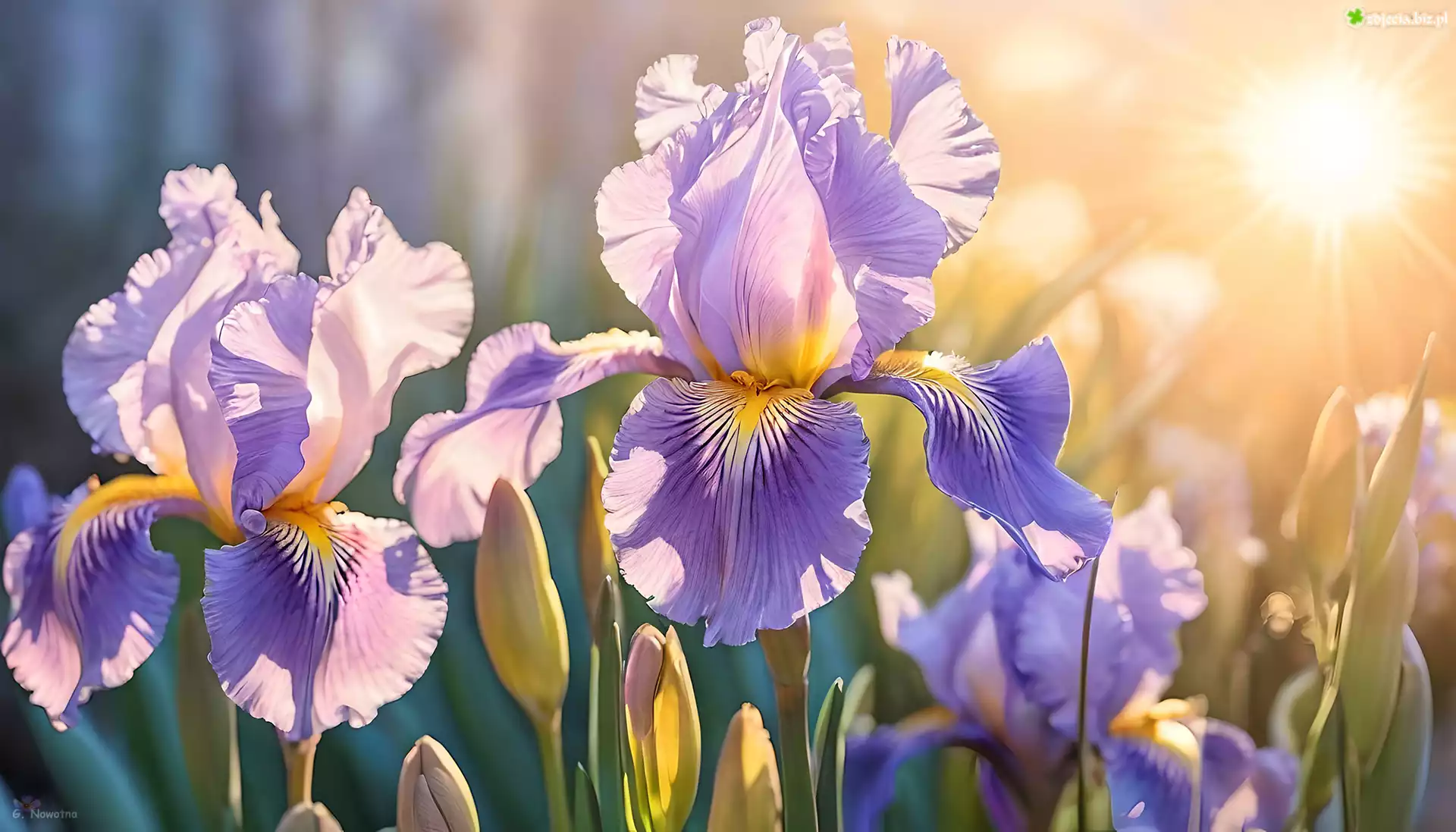 Liliowe, Irysy, Kwiaty, Grafika AI