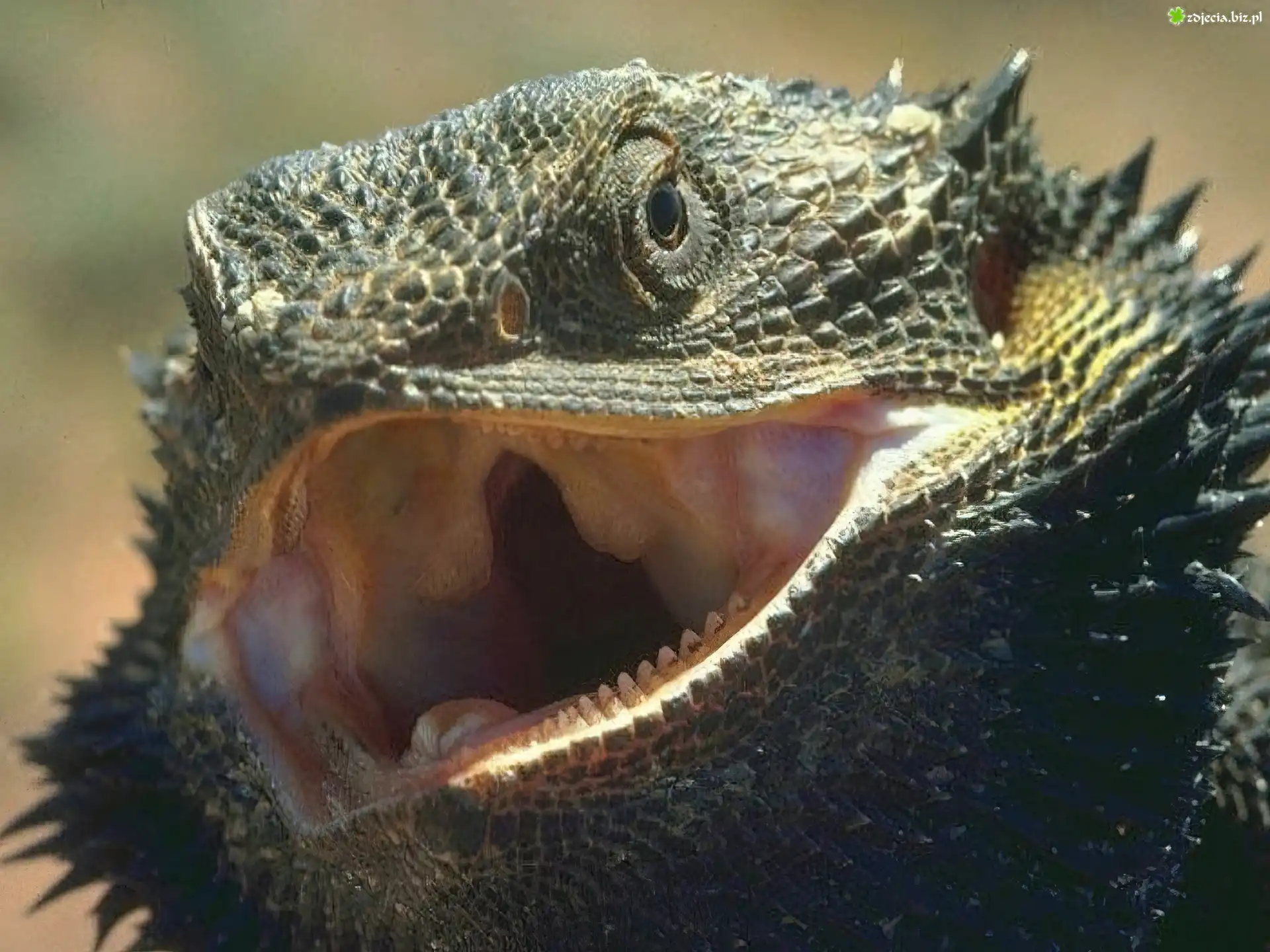 Jaszczurka, Agama, Kolce