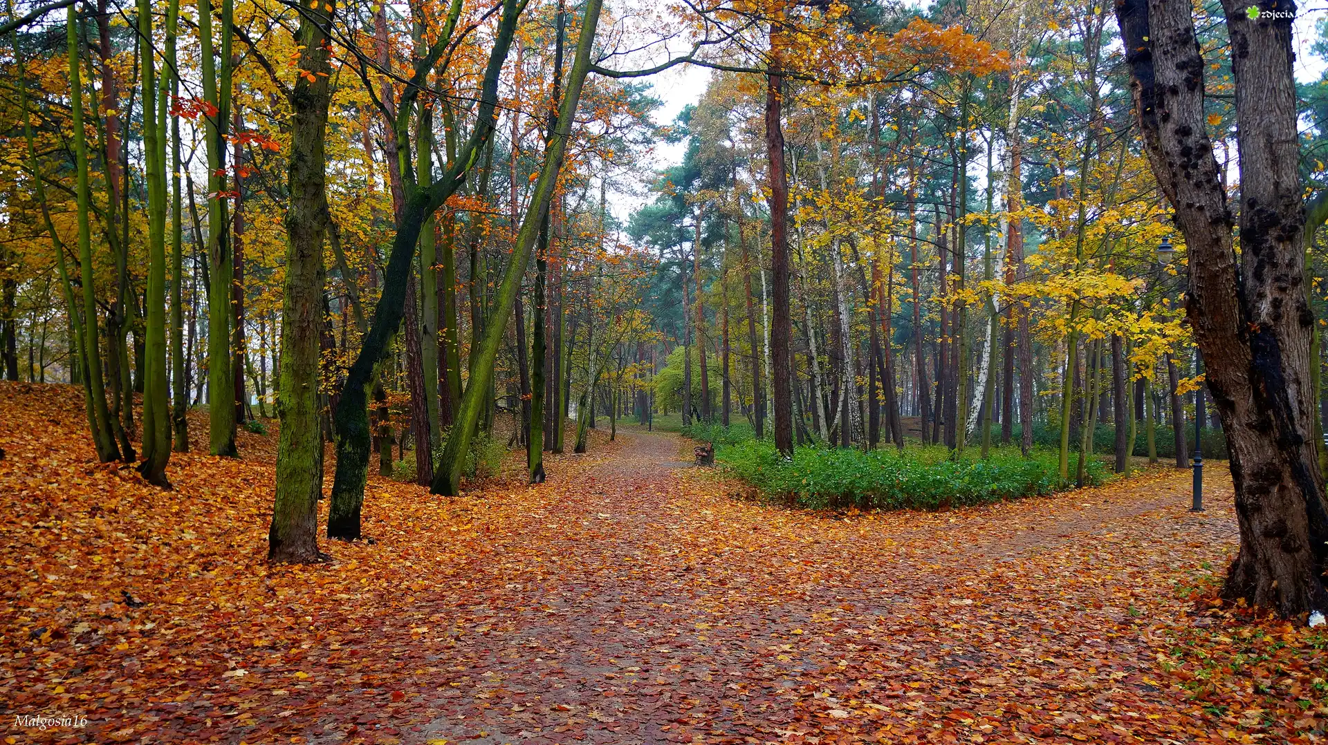 Jesień, Park, Droga, Alejki, Drzewa