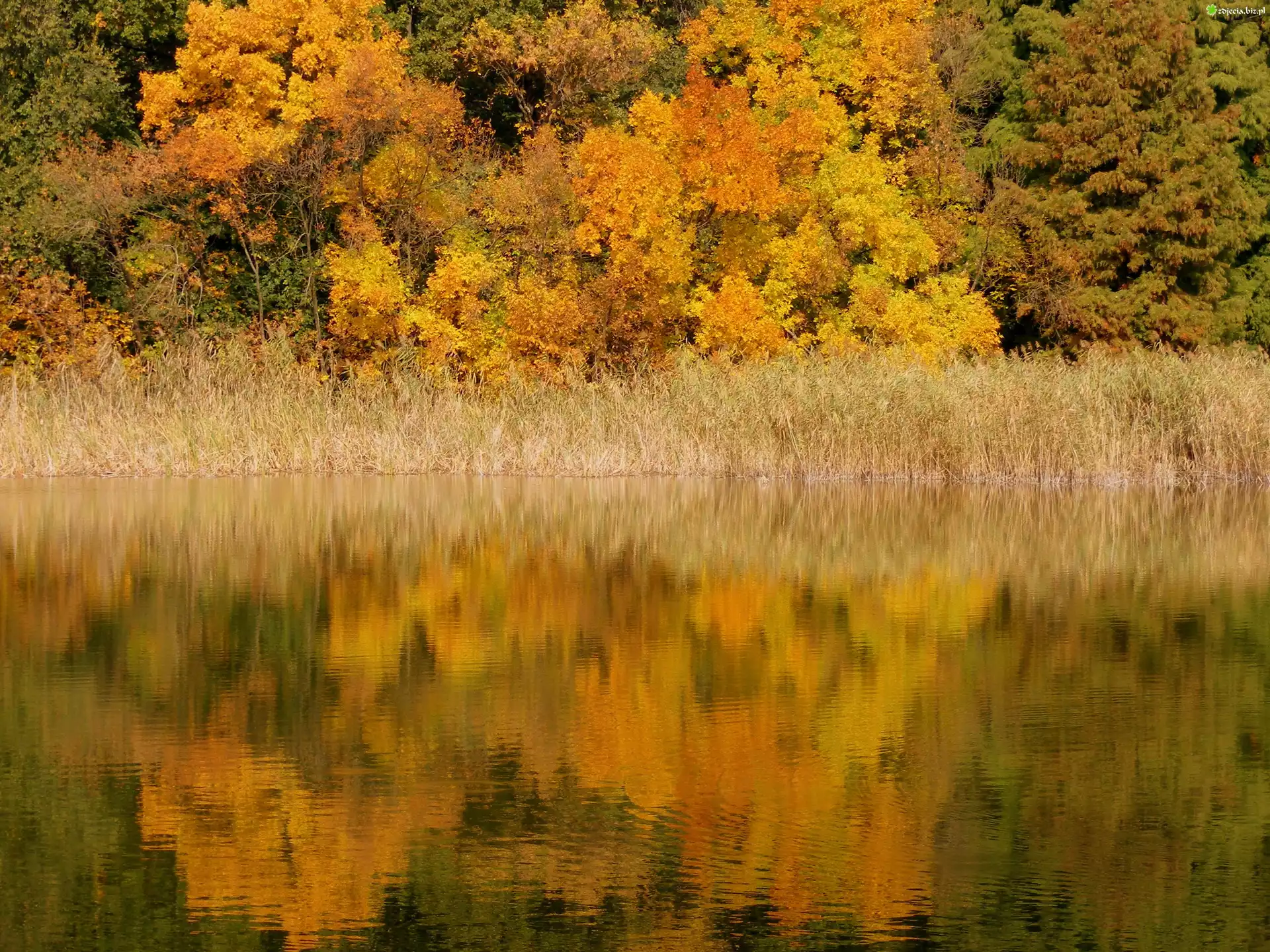 Jesień, Jezioro, Drzewa, Odbicie