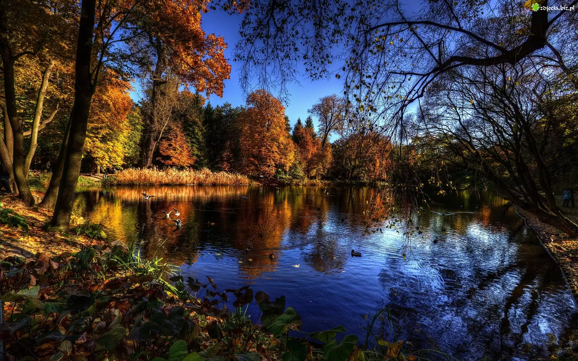 Jesień, Park, Staw, Drzewa, Kaczki, Ptaki