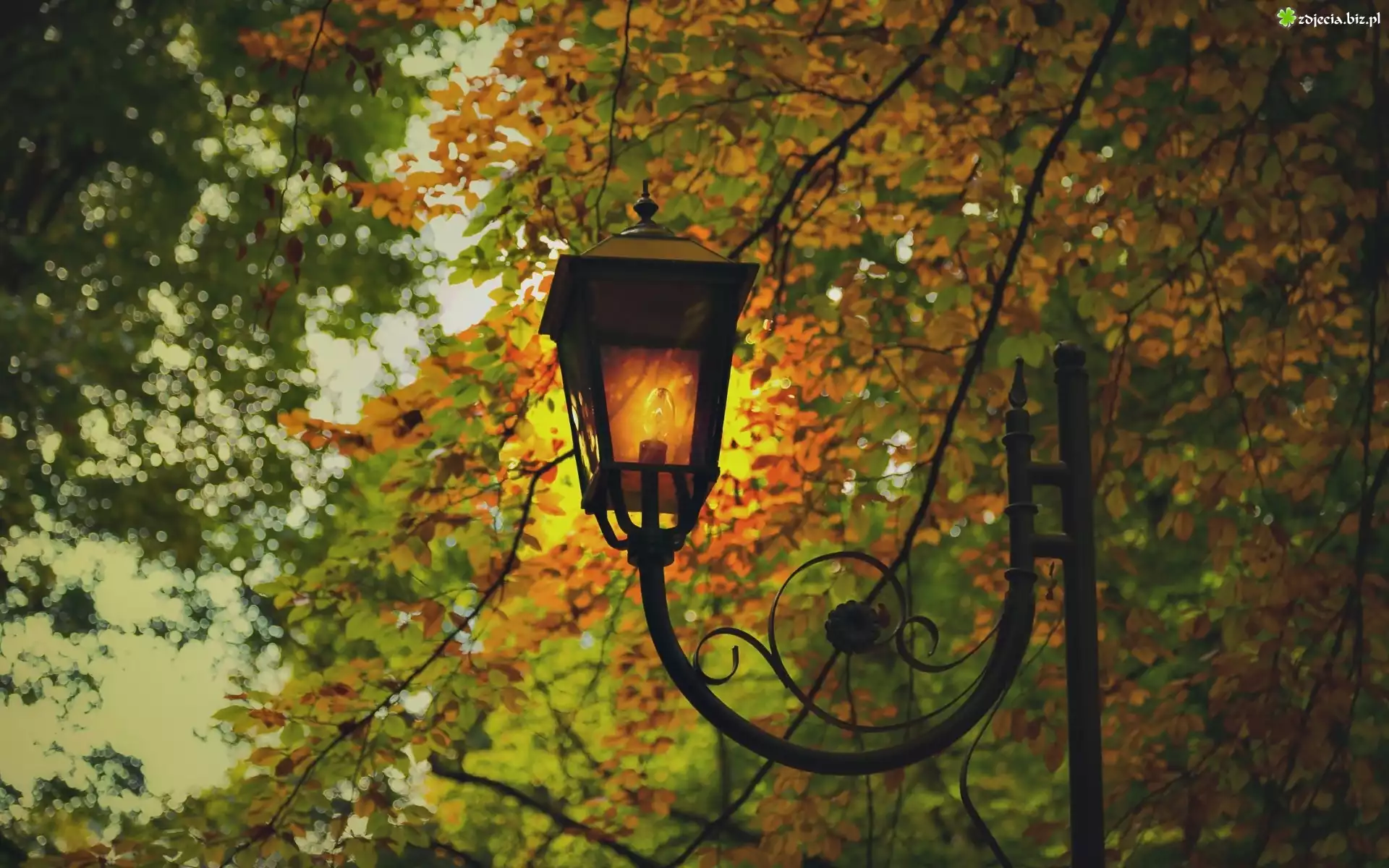 Jesień, Drzewa, Liście, Latarnia, Park