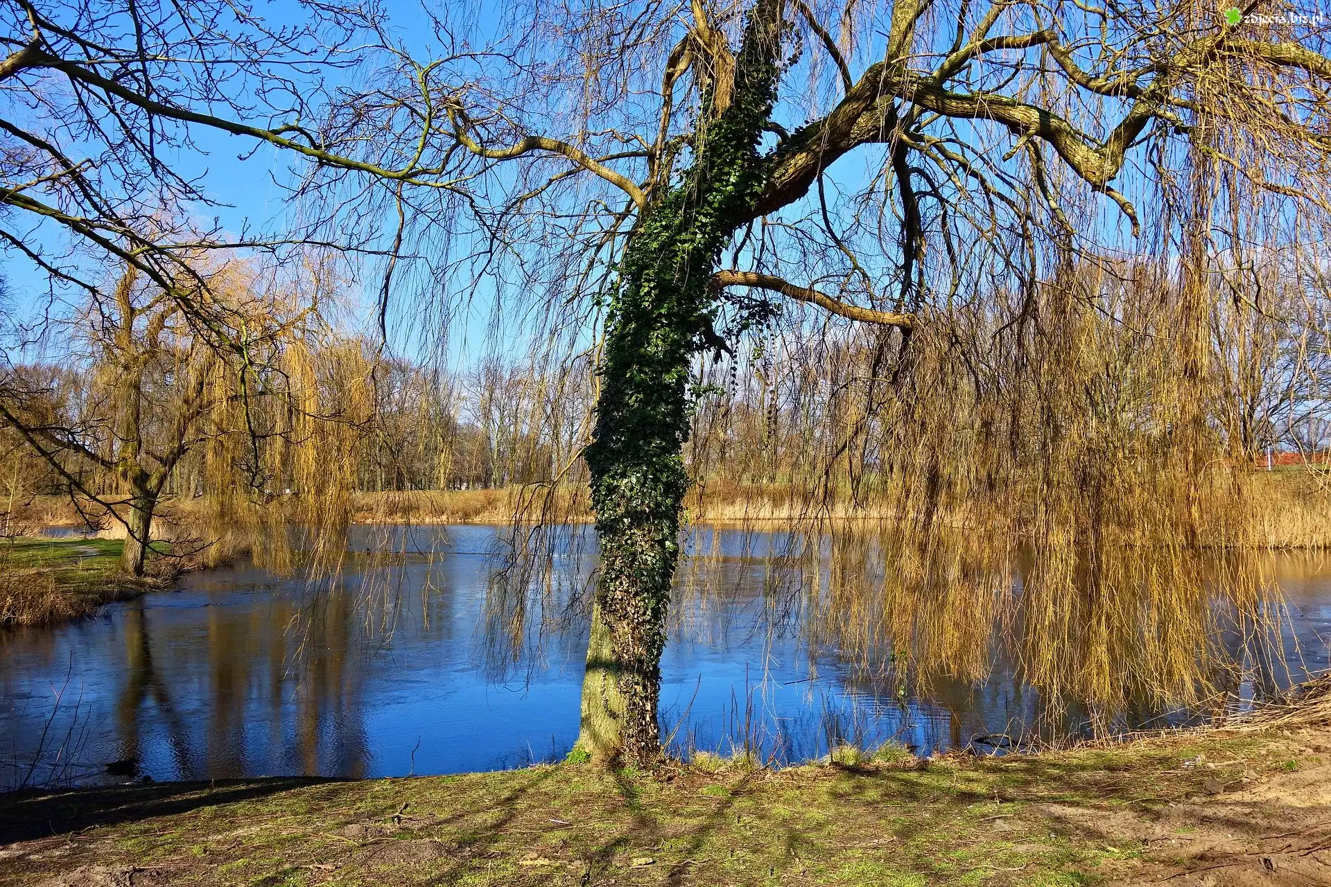 Jesień, Staw, Wierzby płaczące, Park